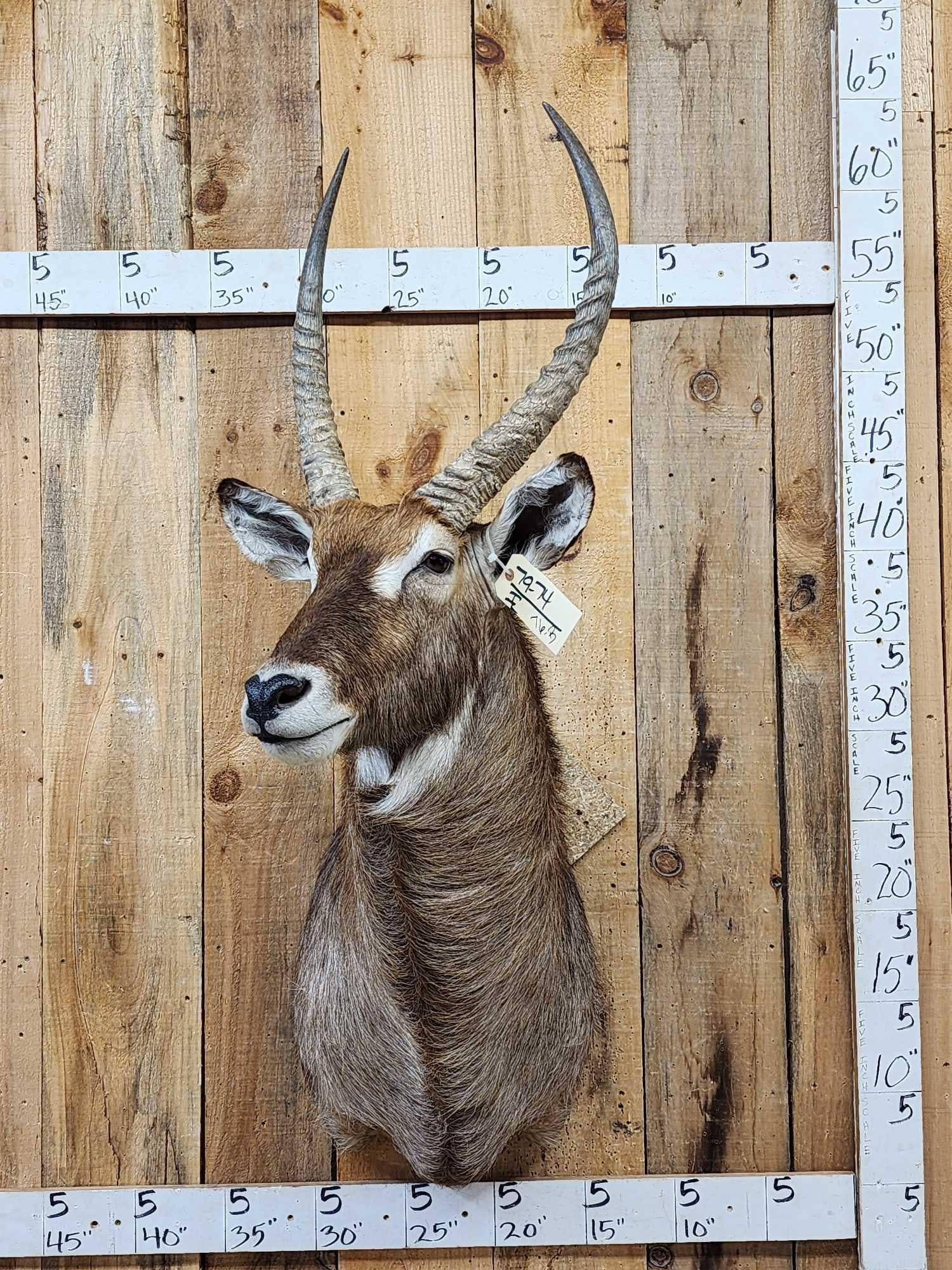 Extra Nice African Waterbuck Shoulder Mount Taxidermy (1 of 3)