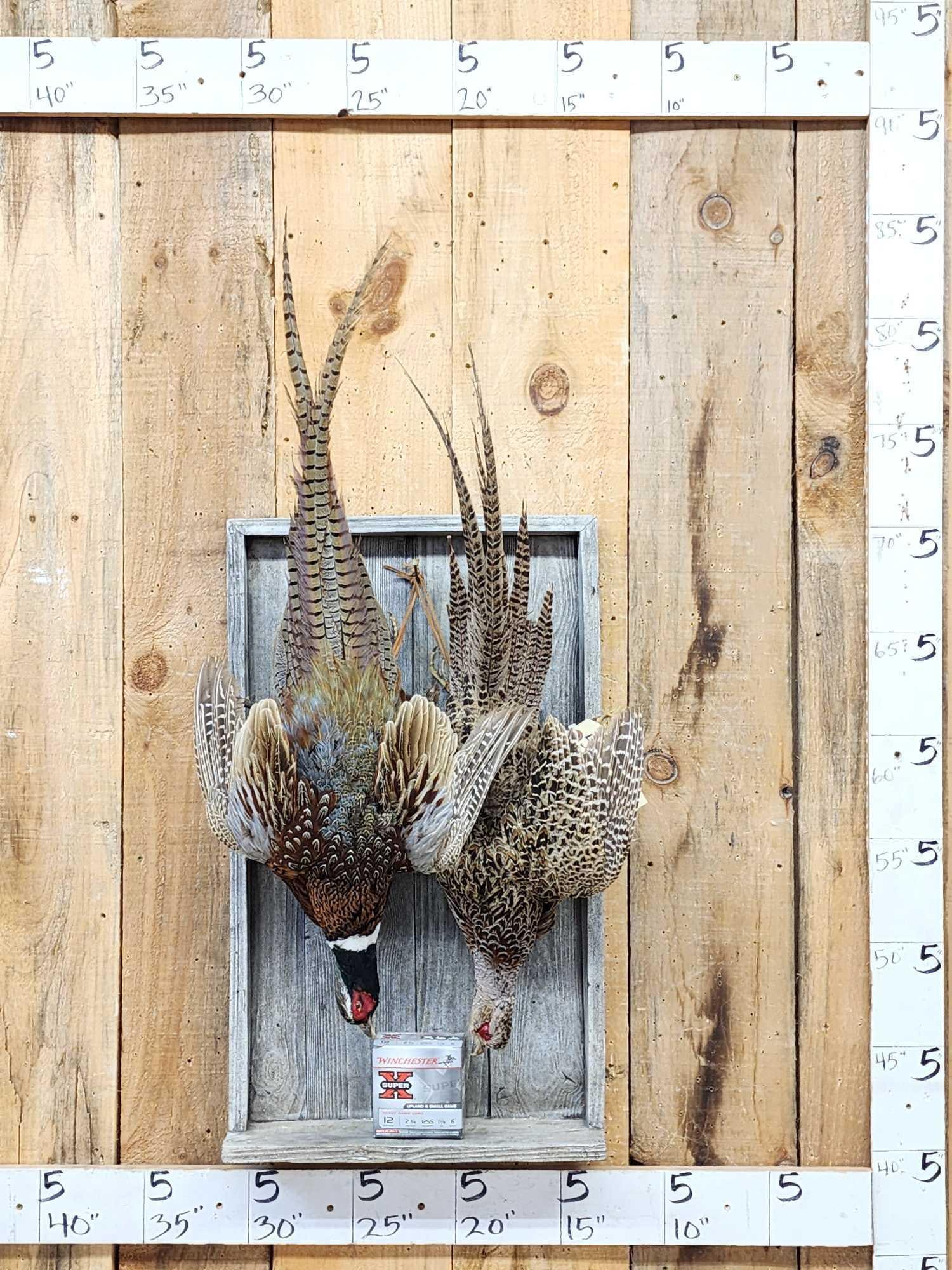 Rooster & Hen Ringneck Pheasant Harvest Mount Bird Taxidermy (1 of 5)