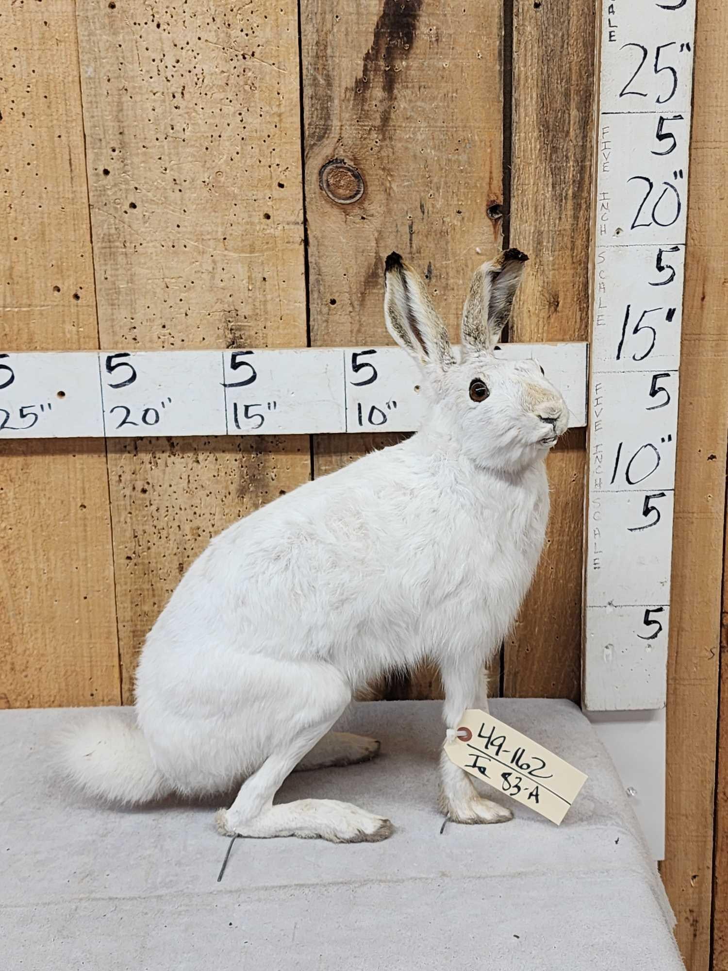 Snowshoe Hare Full Body Taxidermy Mount: 49.126 Cool piece hard to find mount came out of a diorama ready to go anywhere in your display!