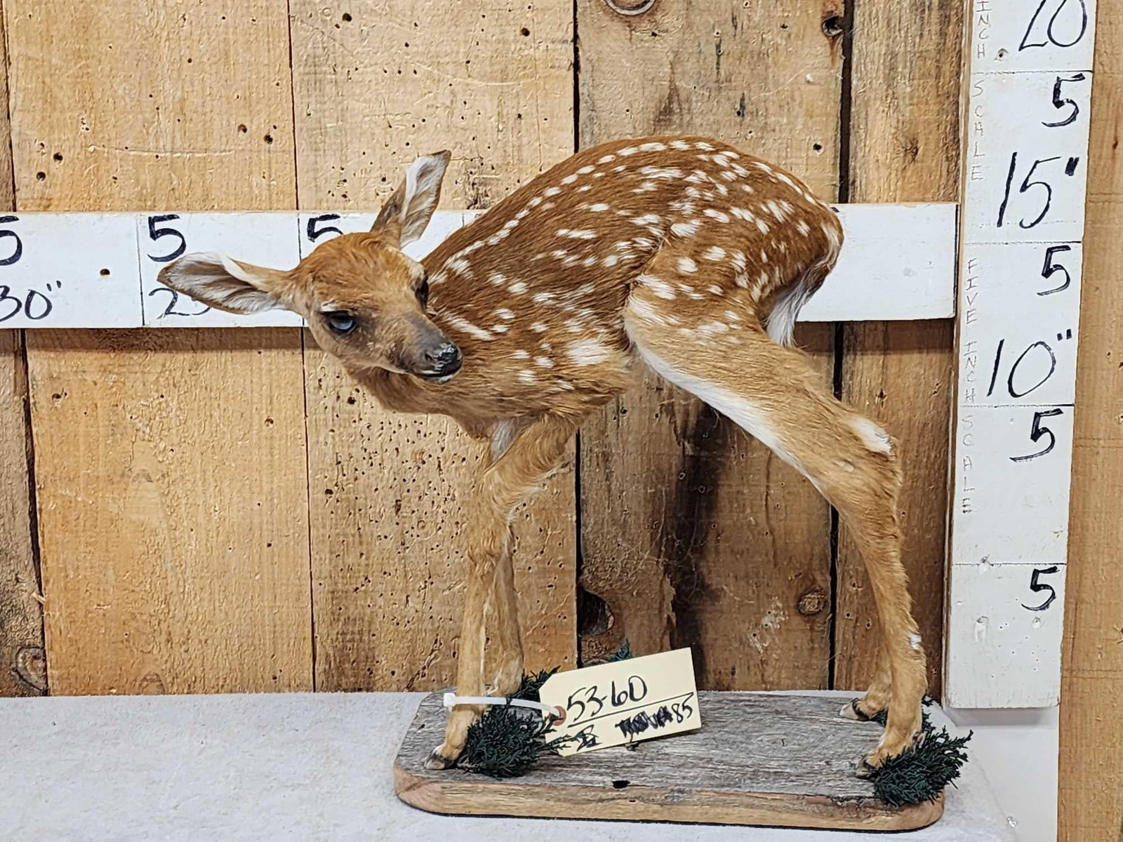 Whitetail Fawn Full Body Taxidermy Mount (1 of 8)