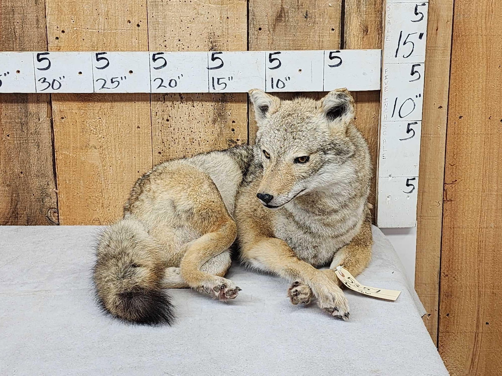Coyote Full Body Taxidermy Mount: 53.57 Relaxed pose great look thick prime fur great colors Nicely done soft mount