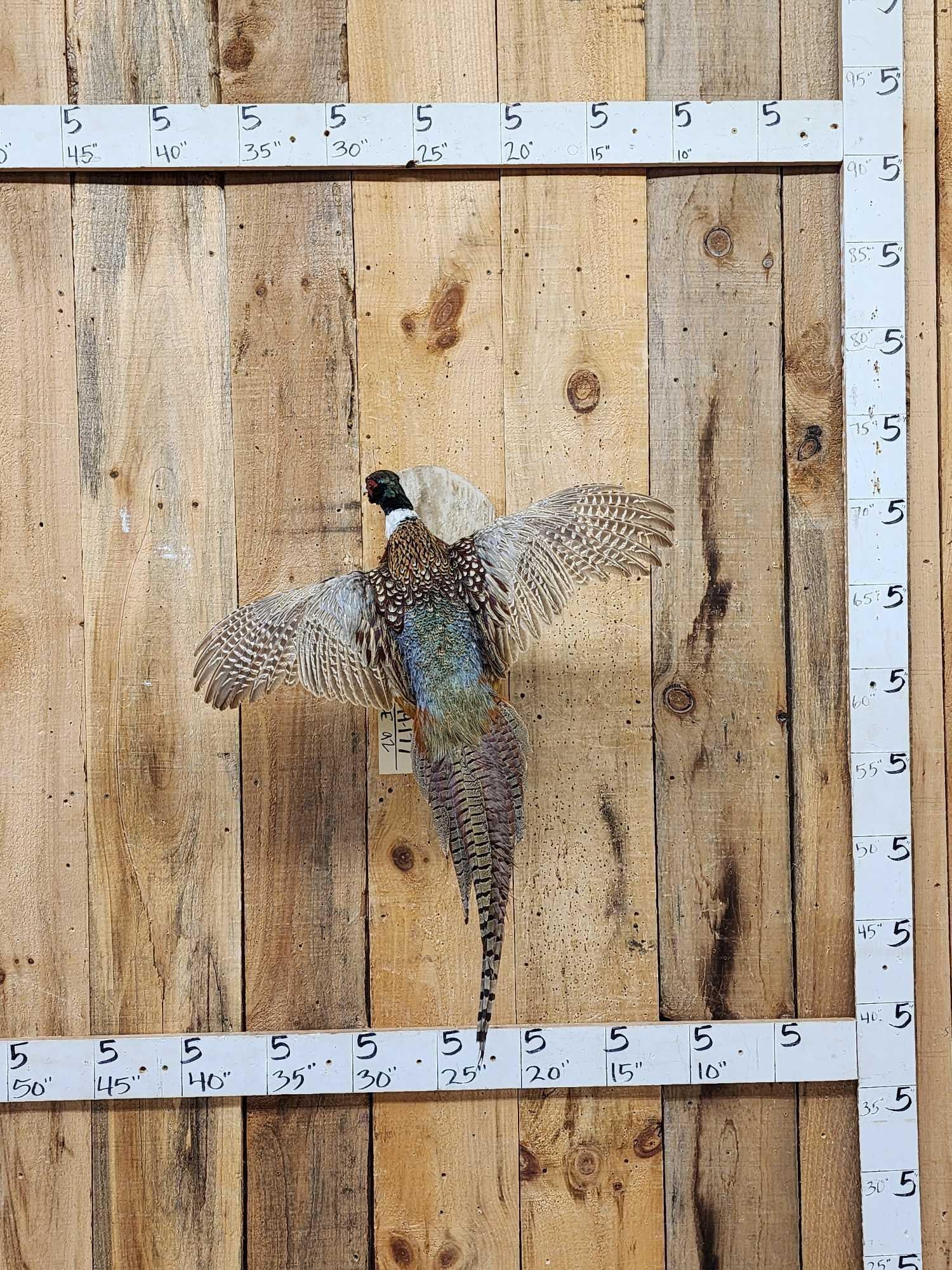 Ringneck Pheasant In Flight Bird Taxidermy: 49.177 Nice mount pretty colors on driftwood