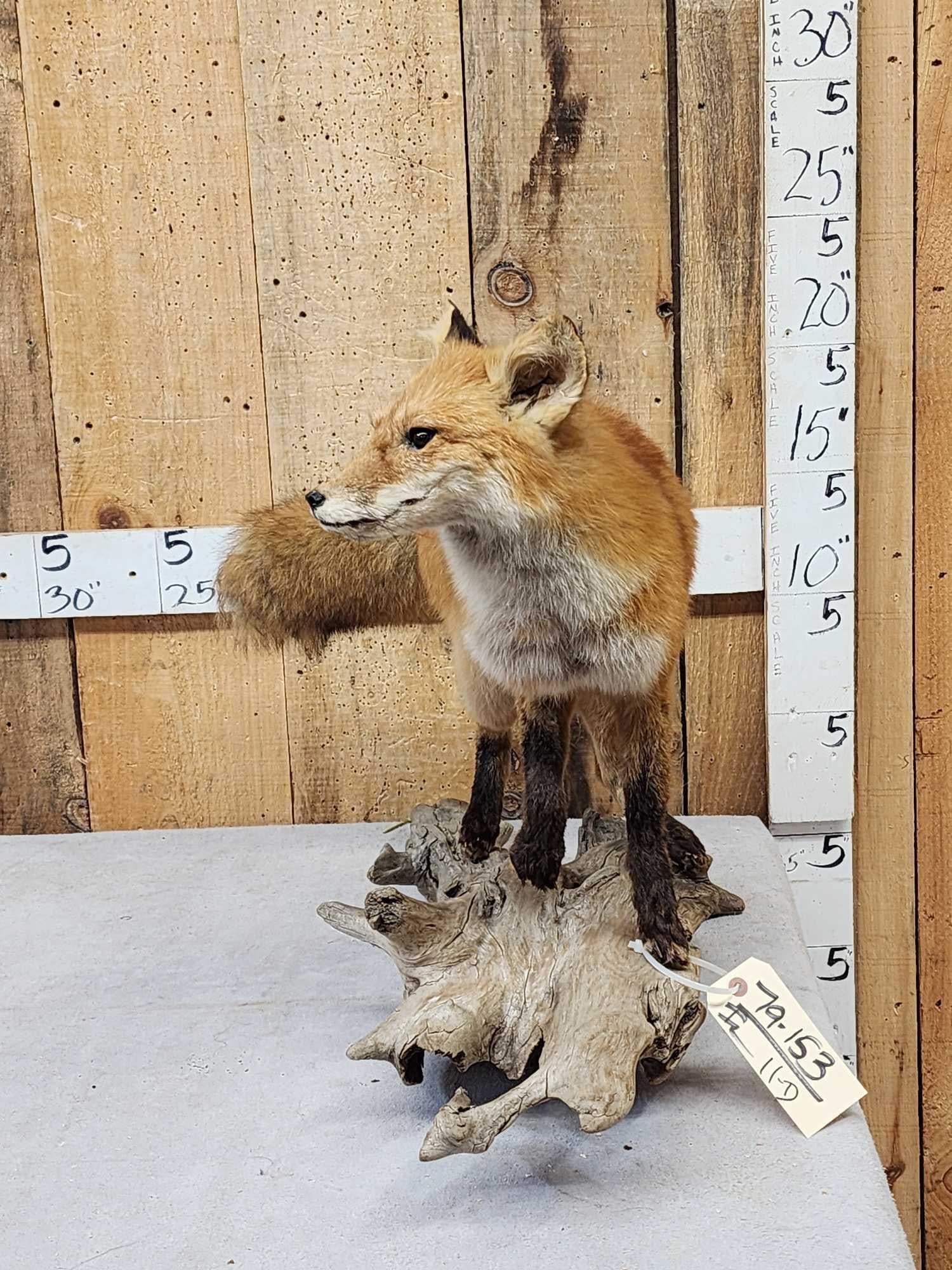 Red Fox Full Body Taxidermy Mount: 79.153 Good color big bushy tail on driftwood