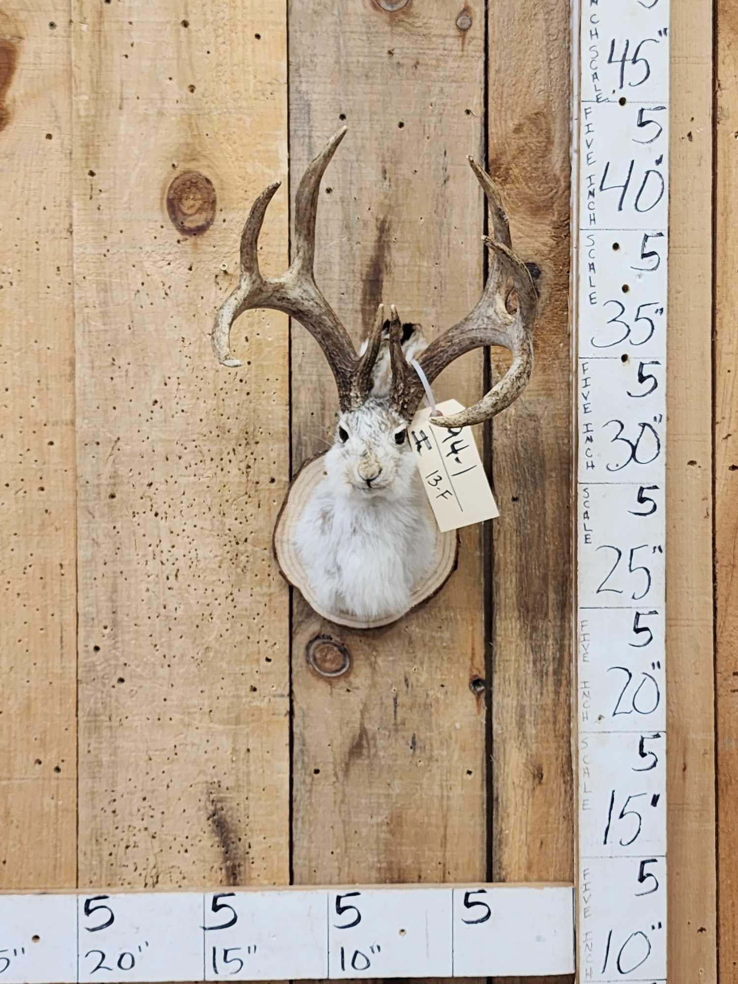 Boone and Crockett 4x4 Jackalope Shoulder Mount Taxidermy (1 of 3)