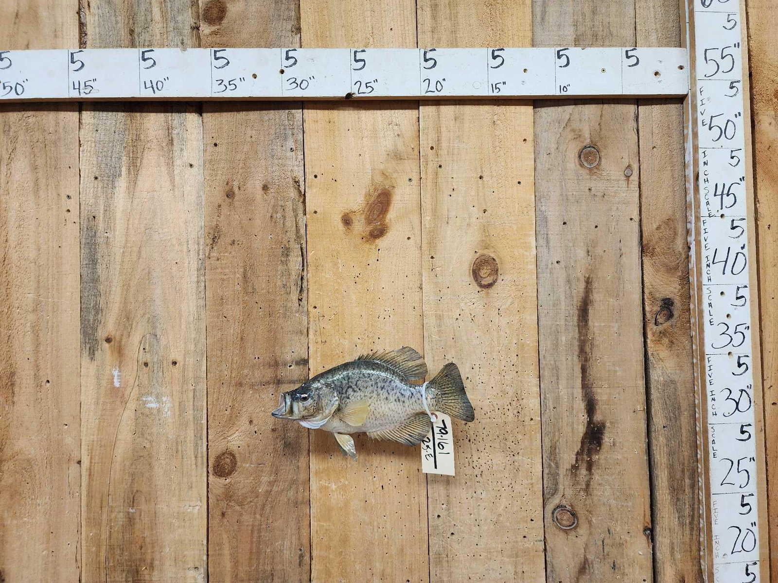 14" Crappie Real Skin Fish Taxidermy: 79.161 Bic Crappie Nicely done mount great Taxidermy Artwork