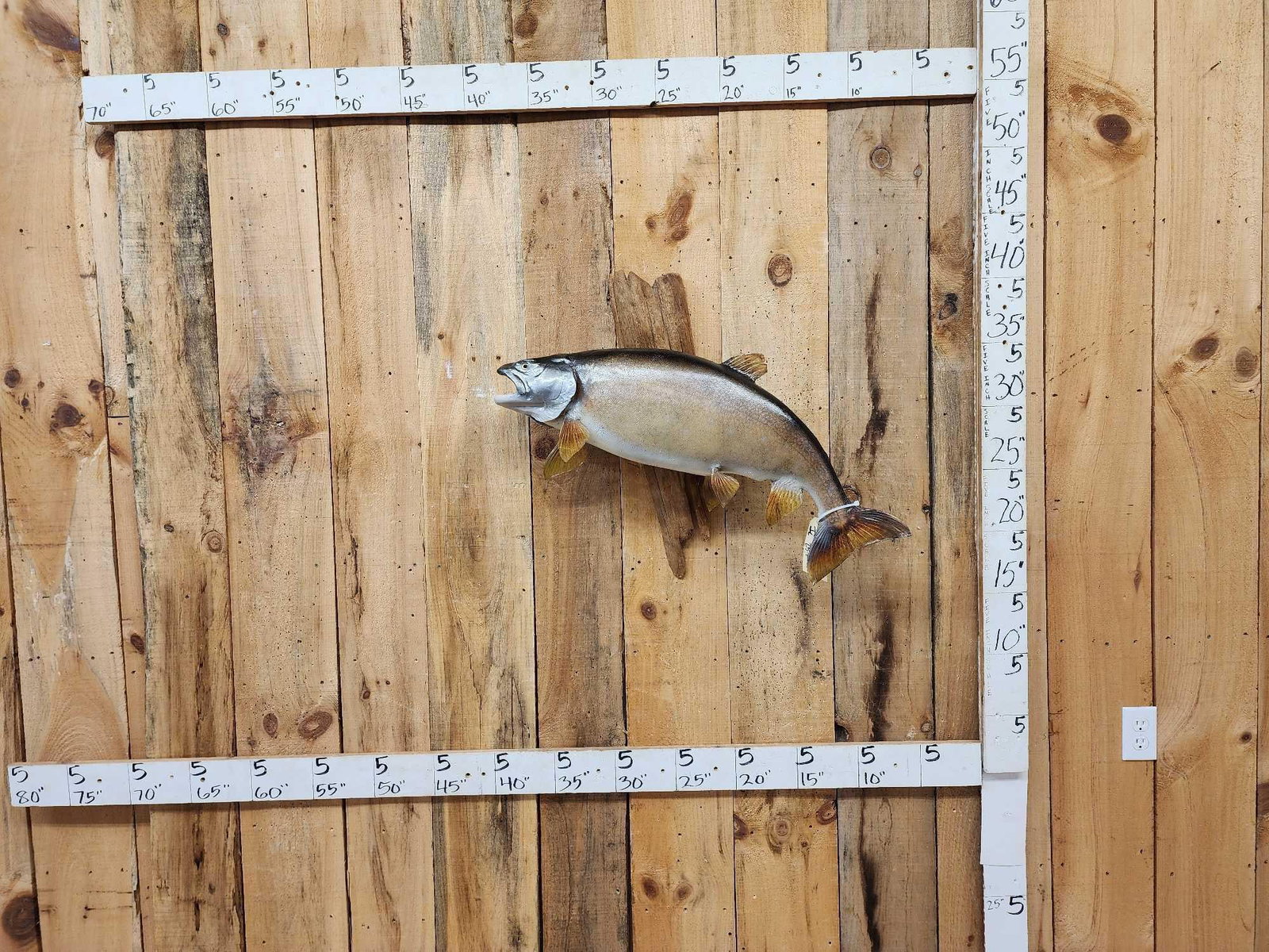 35" Lake Trout Real Skin Fish Taxidermy (1 of 4)