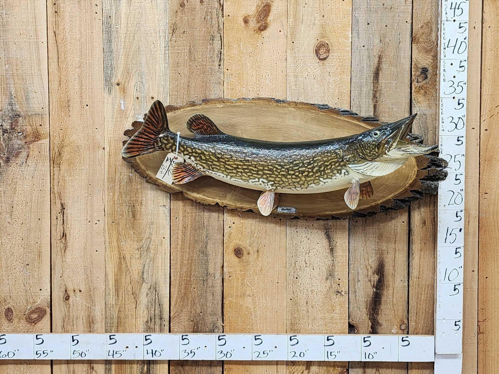 41" Northern Pike Real Skin Fish Taxidermy (1 of 5)