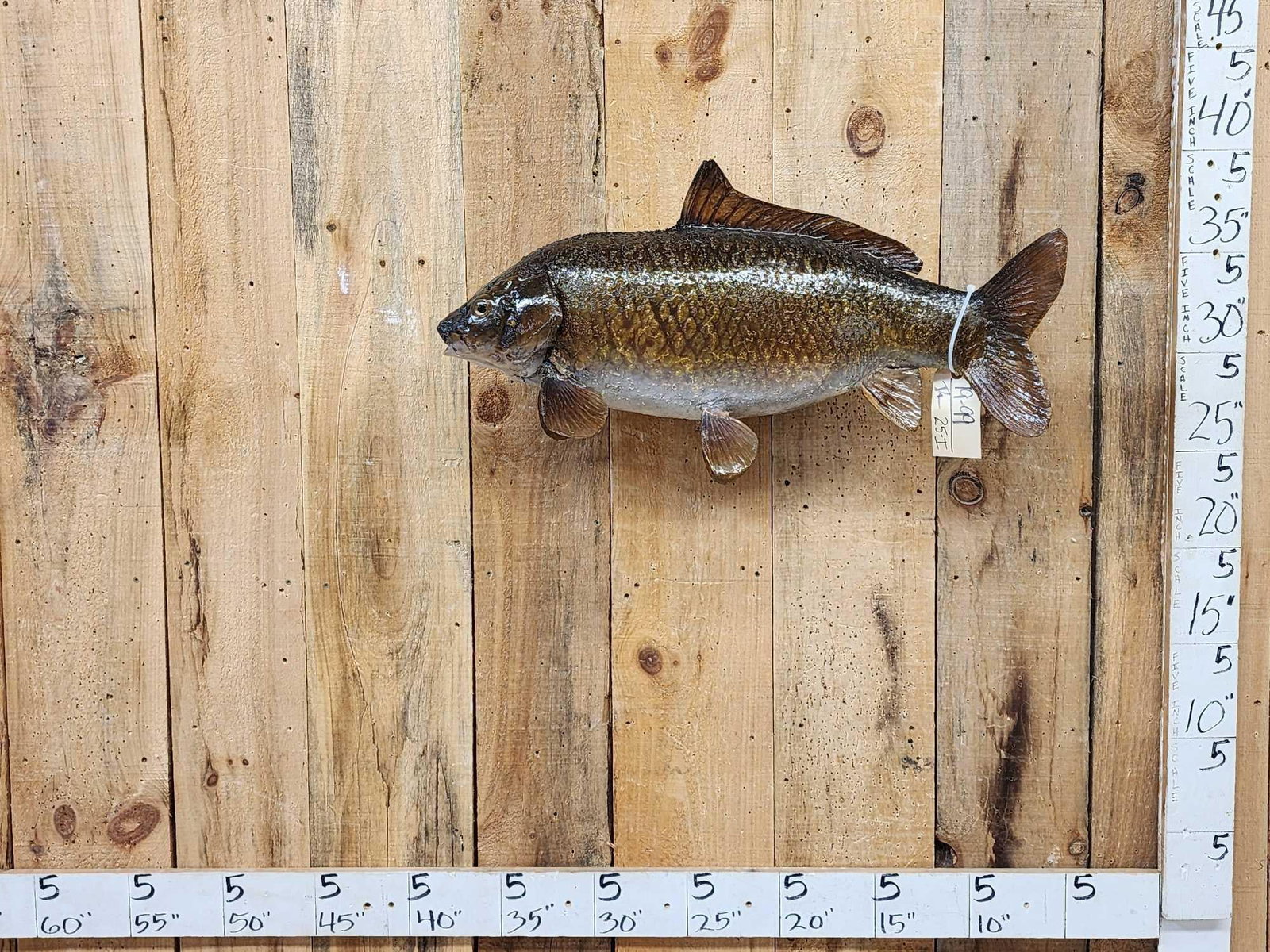 FAT 32" Carp Real Skin Fish Taxidermy (1 of 5)