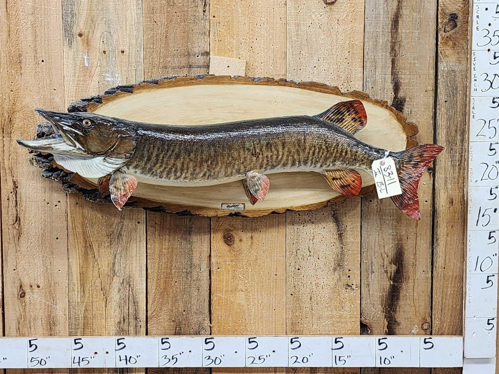 43" Muskie Real Skin Fish Taxidermy (1 of 5)