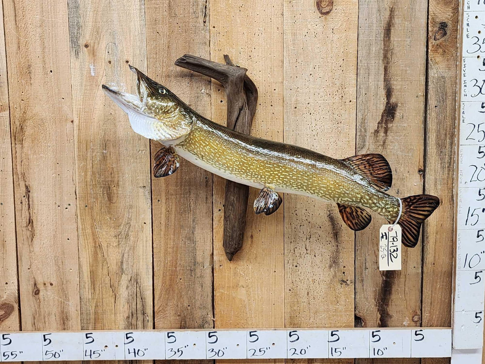 39" Northern Pike Real Skin Fish Taxidermy: 79.132 Cool pose great look on driftwood nice paint artwork