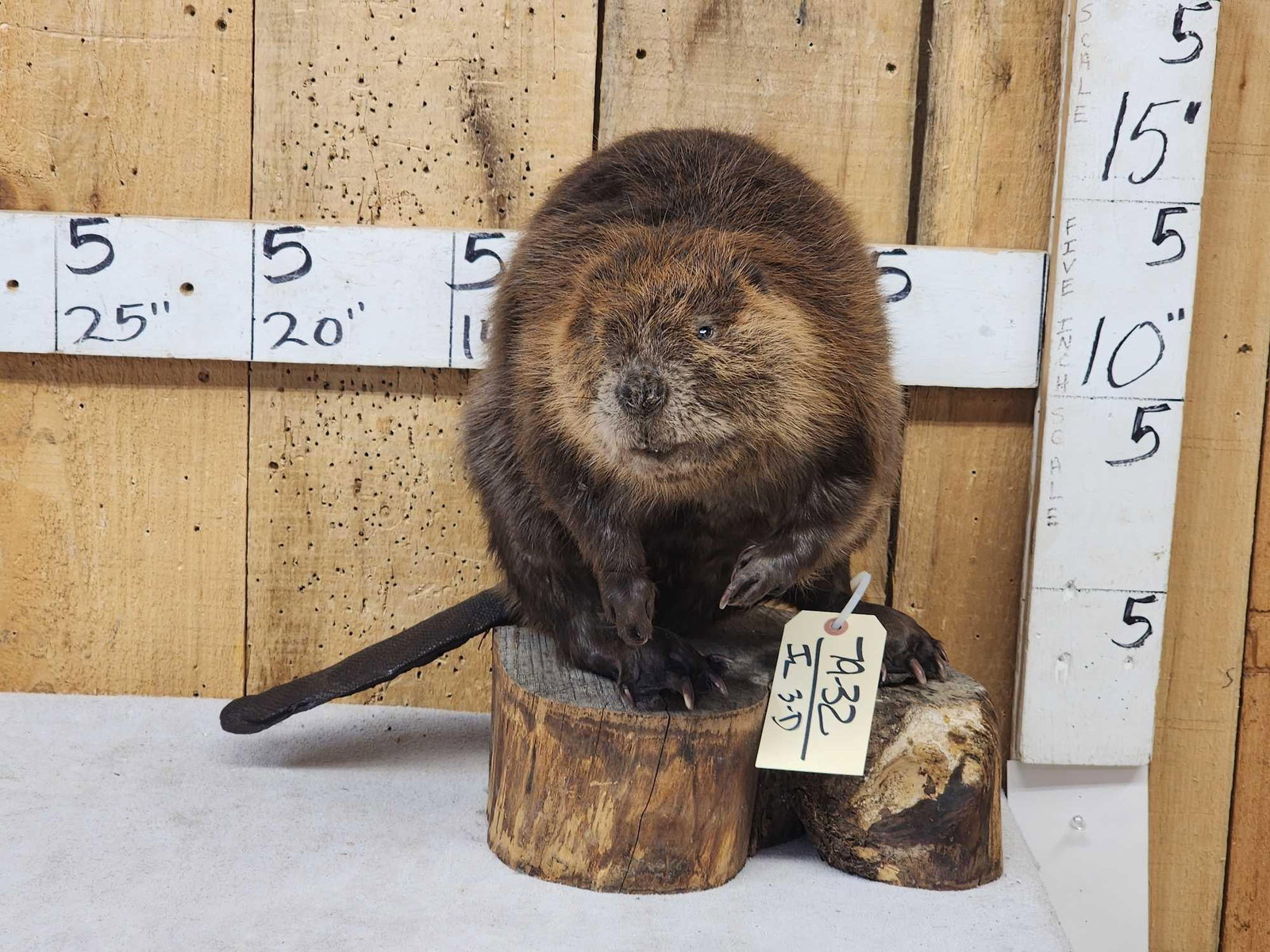 Juvenile Beaver Full Body Taxidermy Mount: 79.32 Cute piece nice clean mount on driftwood