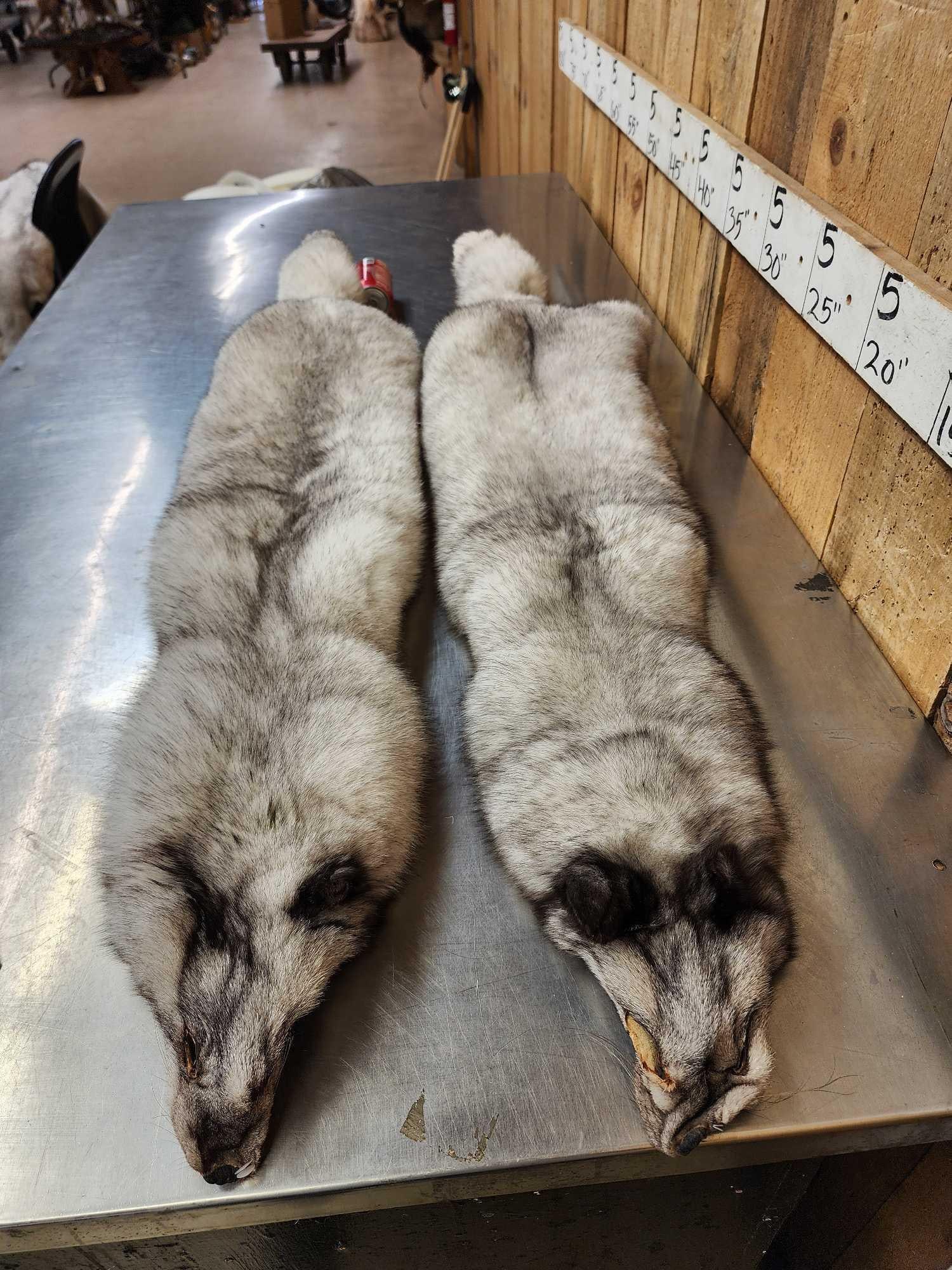 2 Blue Ranch Fox Soft Tanned Furs Taxidermy: 103.11 Beautiful colors Unbelievably THICK soft fur big bushy tails
