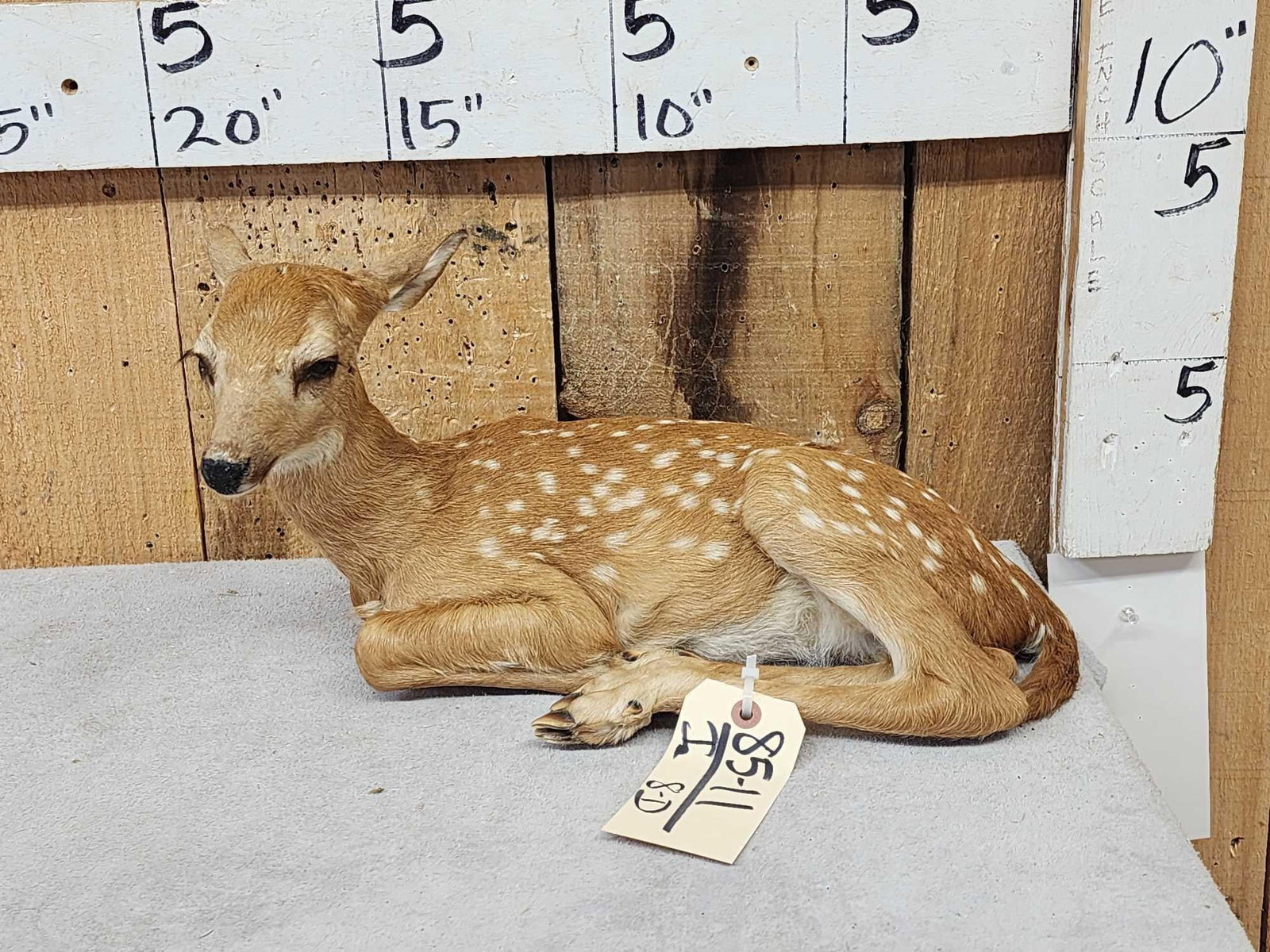 Whitetail Fawn Full Body Taxidermy Mount (1 of 5)