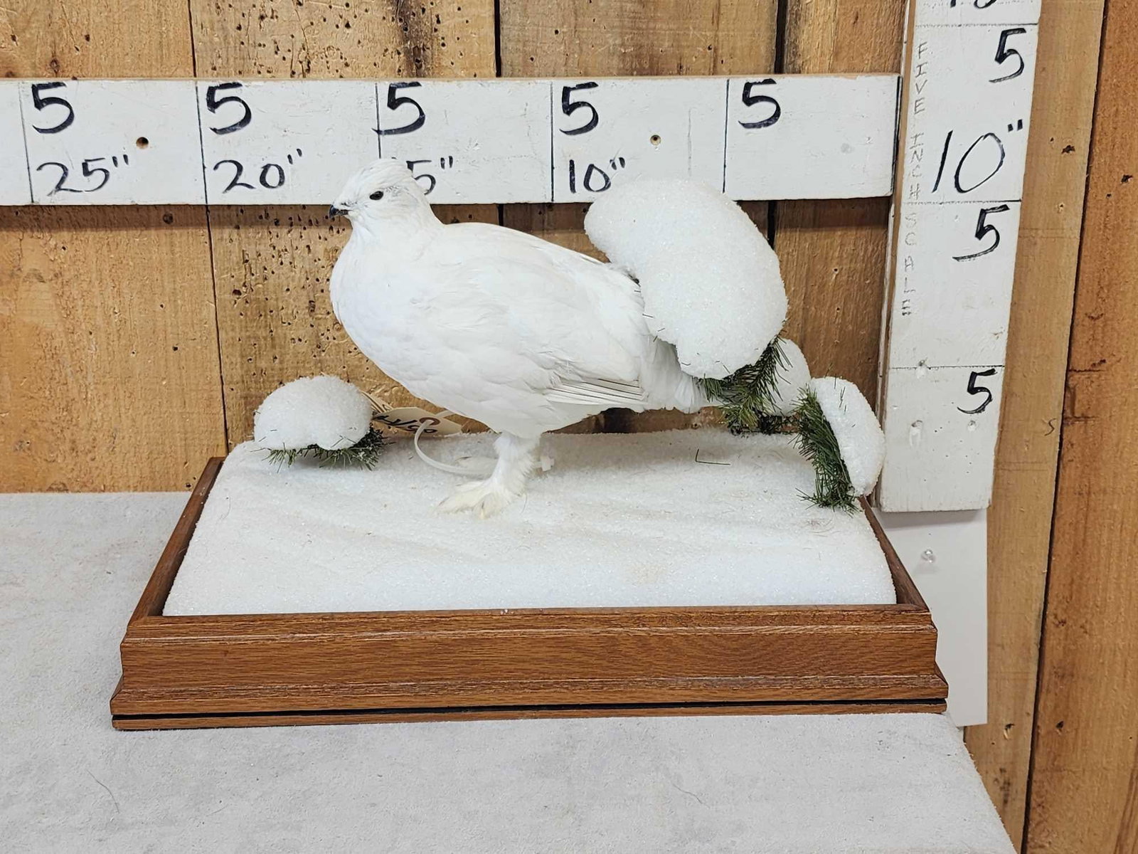 Ptarmigan In Winter Scene Bird Taxidermy: 85.32 Nicely done mount great look