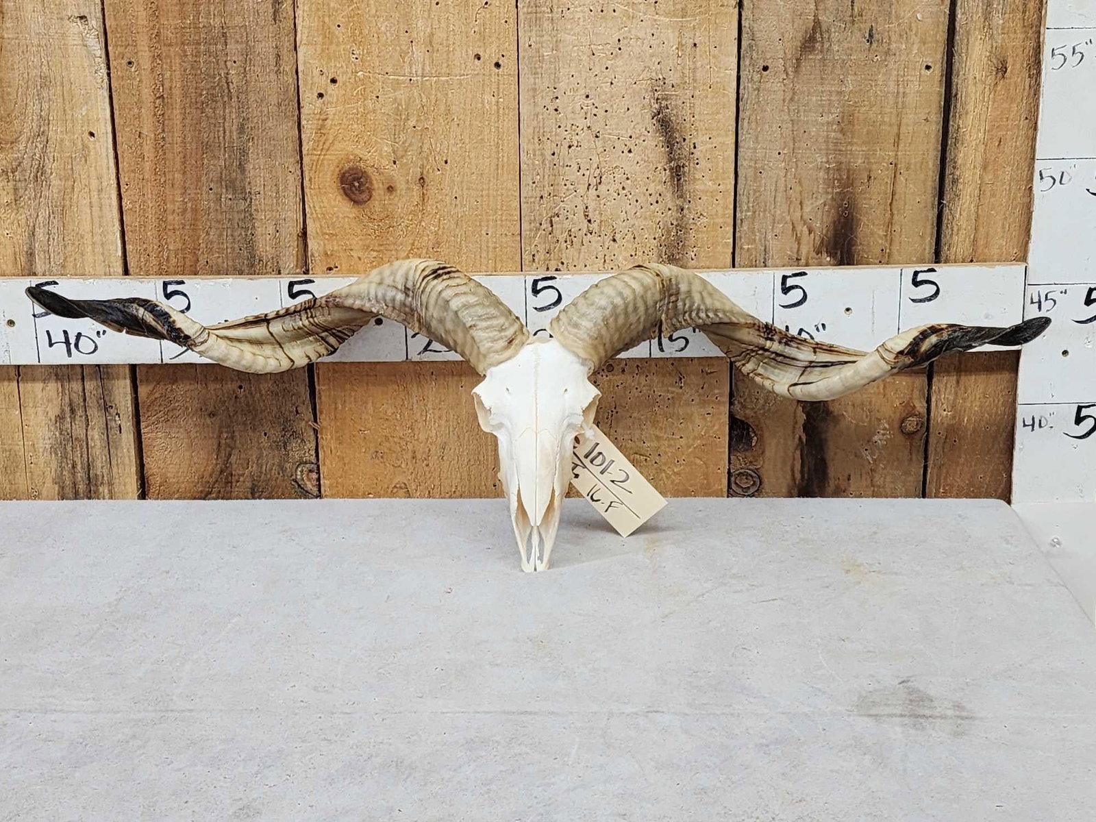 Racka Cross Ram Sheep Skull Taxidermy: 101.2 Professionally done skull 39" tip to tip horn spread detachable horns for easy shipping