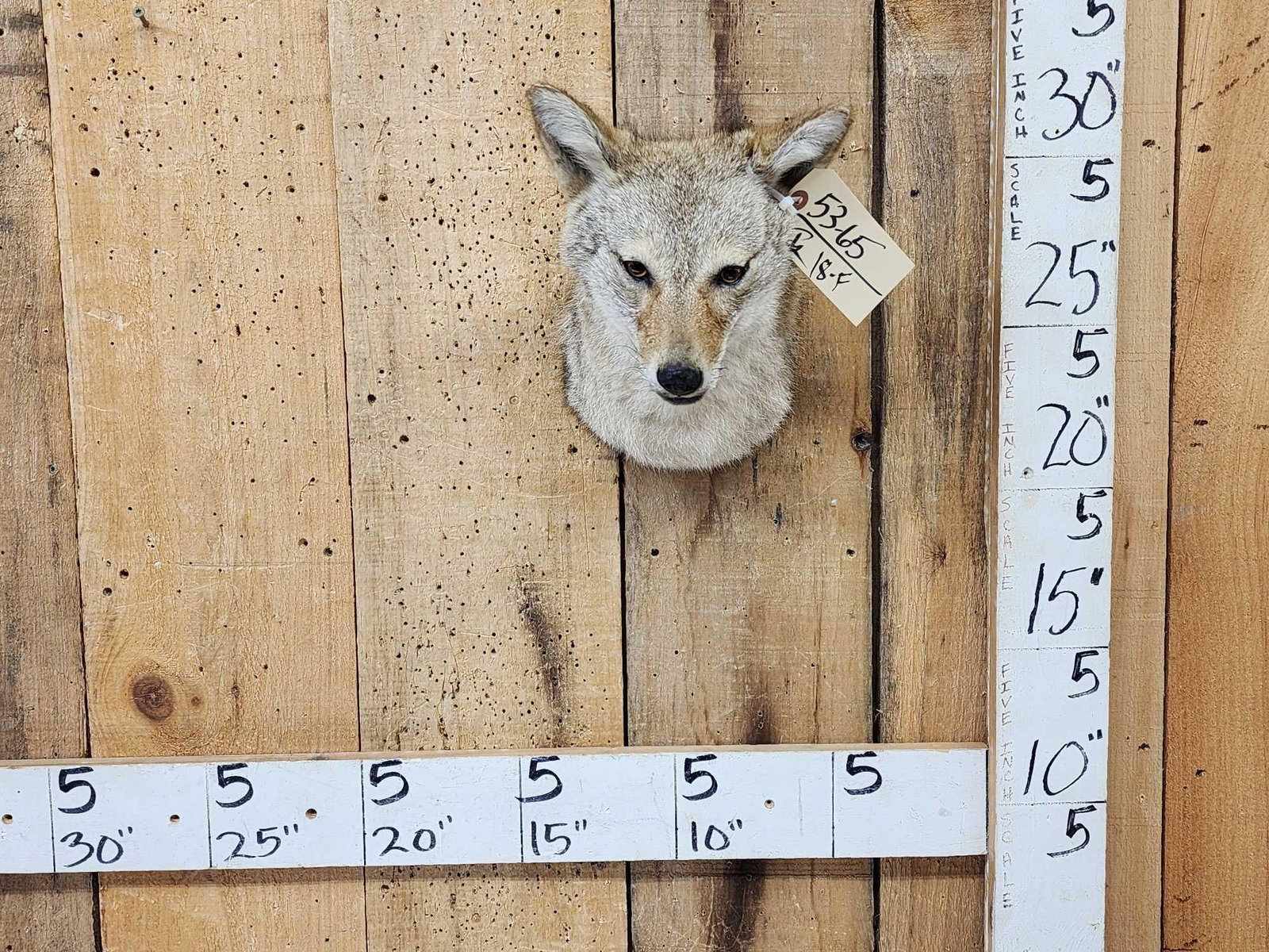 Coyote Shoulder Mount Taxidermy: 53.65 Nicely done mount