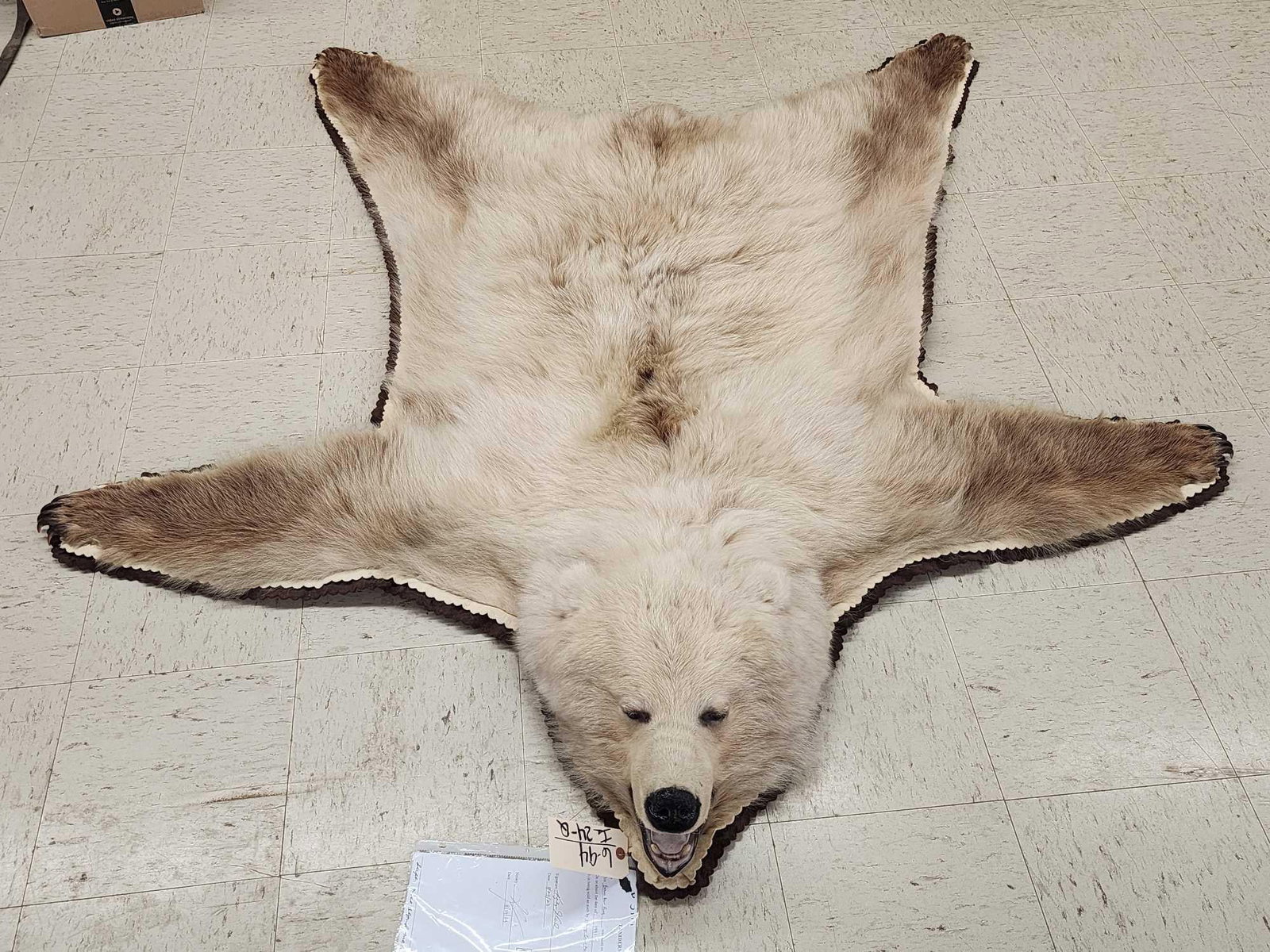 Blonde Phase Alaskan Brown Bear Rug Taxidermy: 6.94 THICK prime fur awesome colors claws intact double felt edges durable padded backing overall dimensions about 78" long x 70" wide