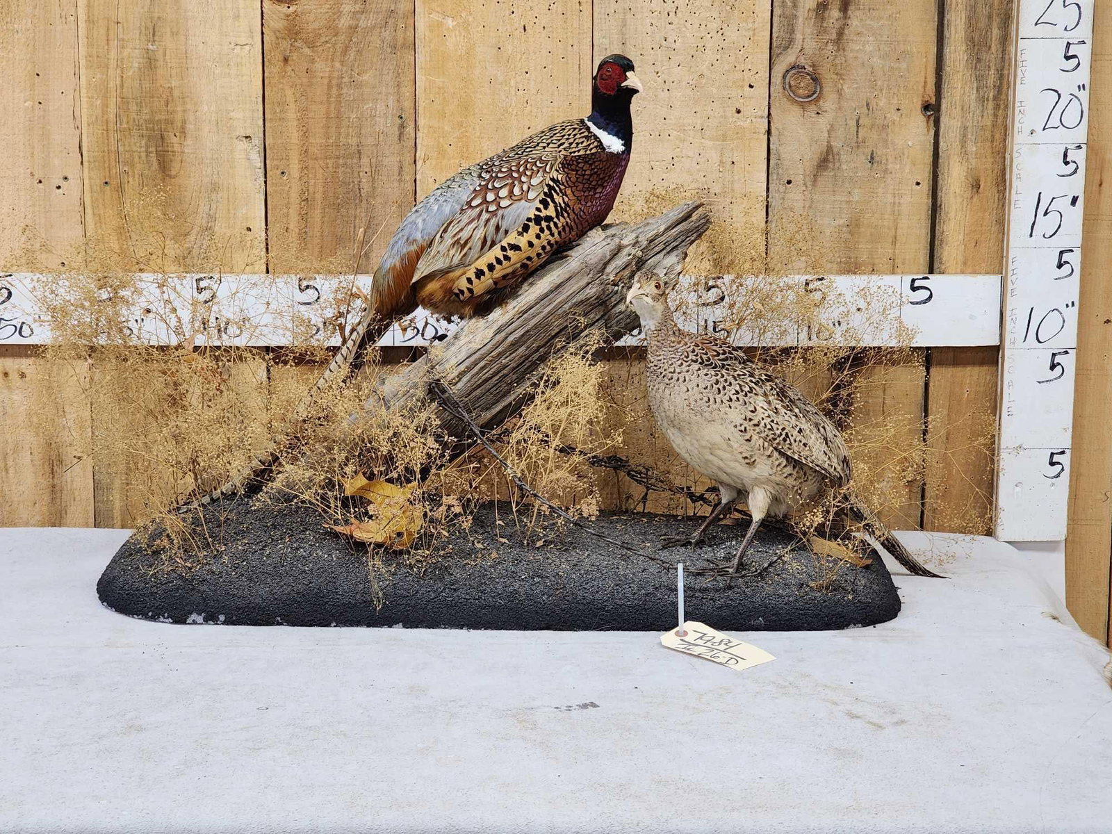Rooster & Hen Ringneck Pheasants Bird Taxidermy: 79.84 Great look on light weight habitat base
