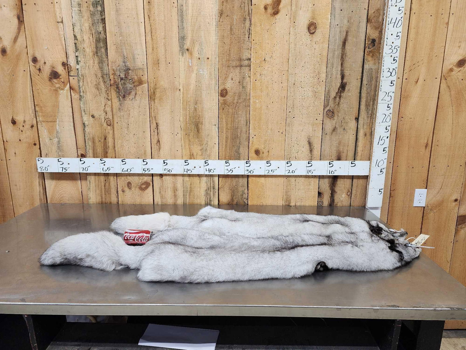 2 Blue Ranch Fox Soft Tanned Furs Taxidermy: 103.16 Unbelievably THICK soft fur big bushy tails awesome colors