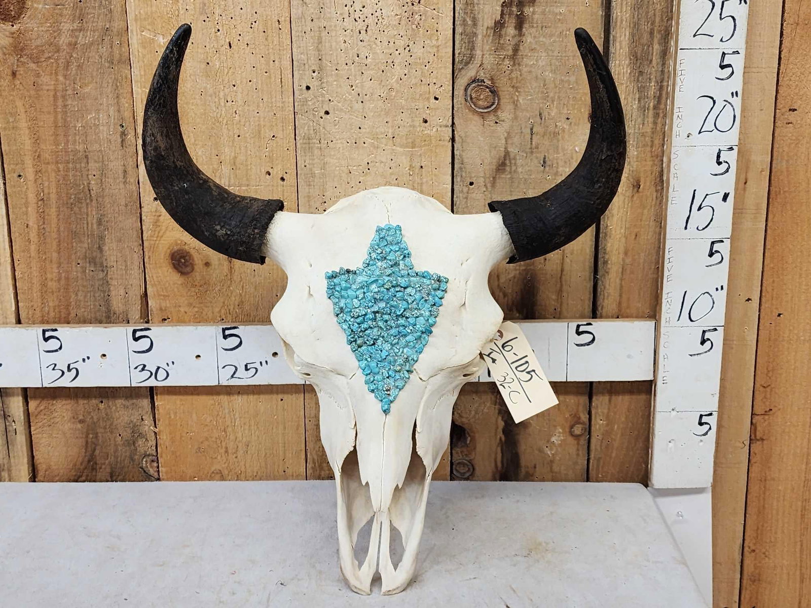 American Bison Buffalo Skull Taxidermy: 6.105 Neat piece decorated with turquoise detachable horns for easy shipping