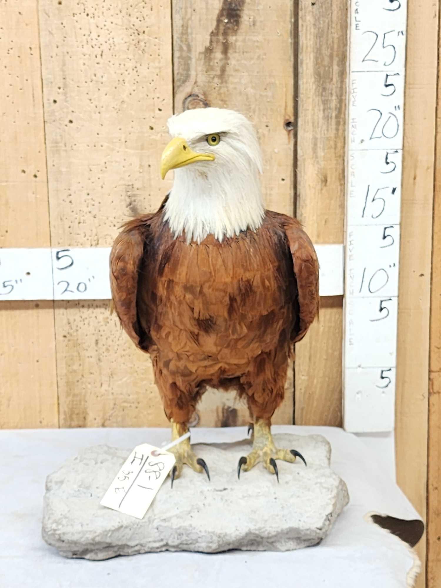 100% Reproduction Bald Eagle Taxidermy By Majestic Animal Reproductions (1 of 13)