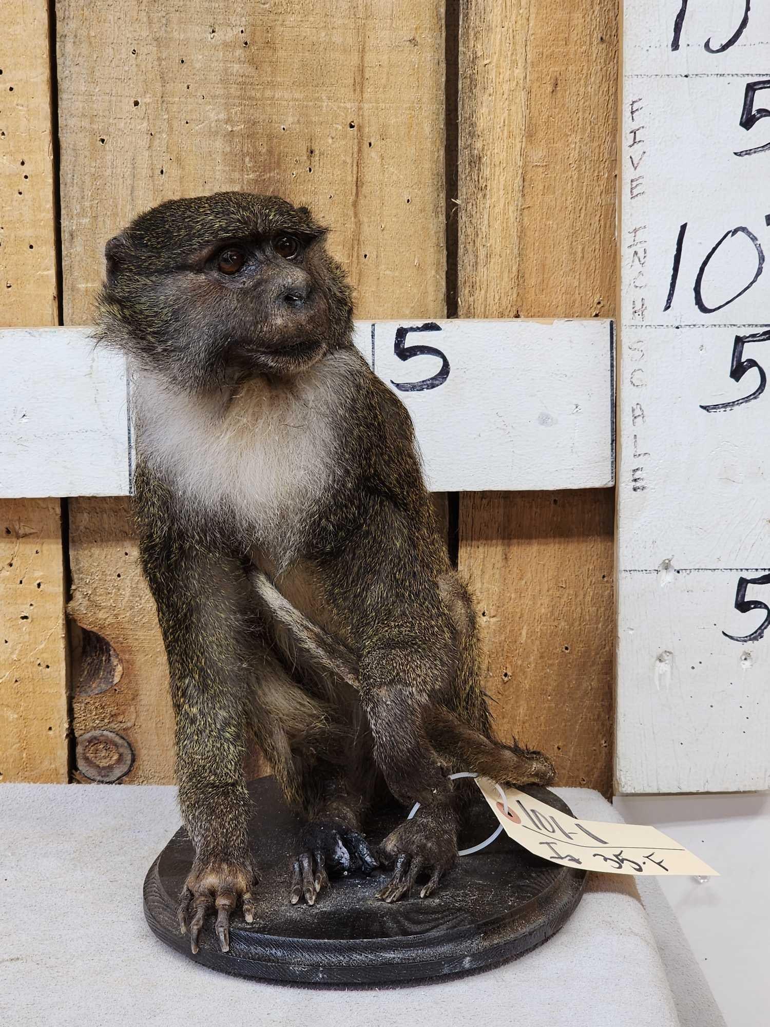 African Allen's Swamp Monkey Full Body Taxidermy Mount: 101.1 Scarce mount to find great look well done Taxidermy Artwork