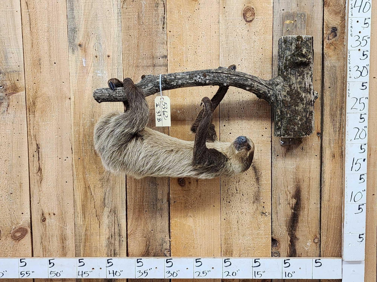 Rare Two Toed Sloth Full Body Taxidermy Mount (1 of 6)