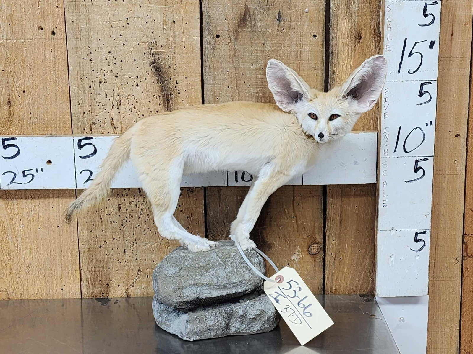 African Fennec Fox Full Body Taxidermy Mount: 53.66 Rare piece hard mount to find Nicely done mount great Taxidermy Artwork on light weight artificial rock base