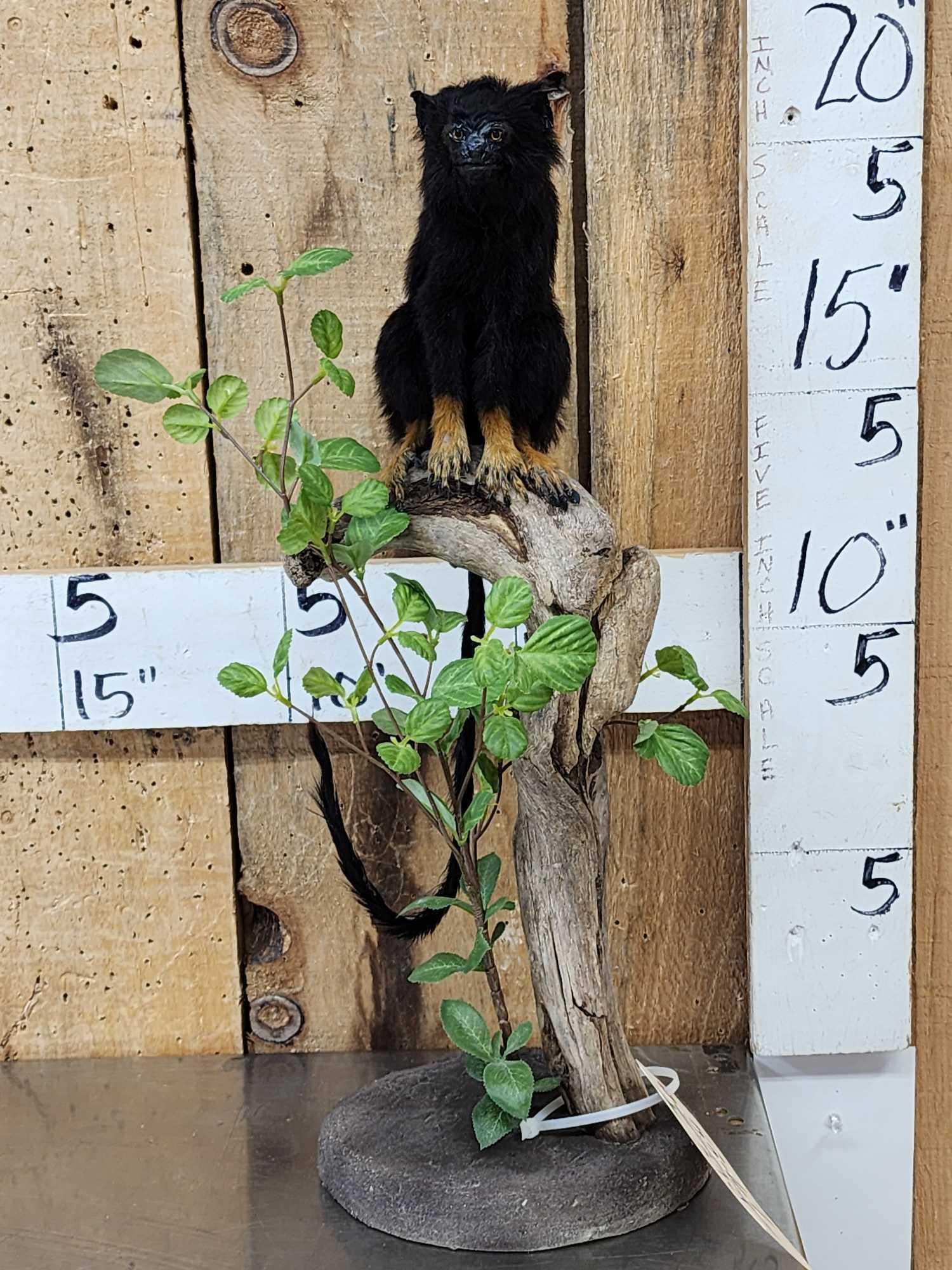 Red Handed Tamarin Monkey Full Body Taxidermy Mount: 53.67 Well done mount hard to find on habitat base