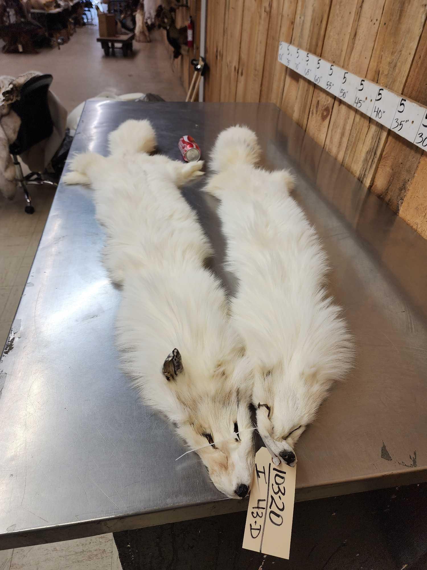 2 White Ranch Fox Soft Tanned Furs Taxidermy: 103.20 Thick prime fur great colors big bushy tails