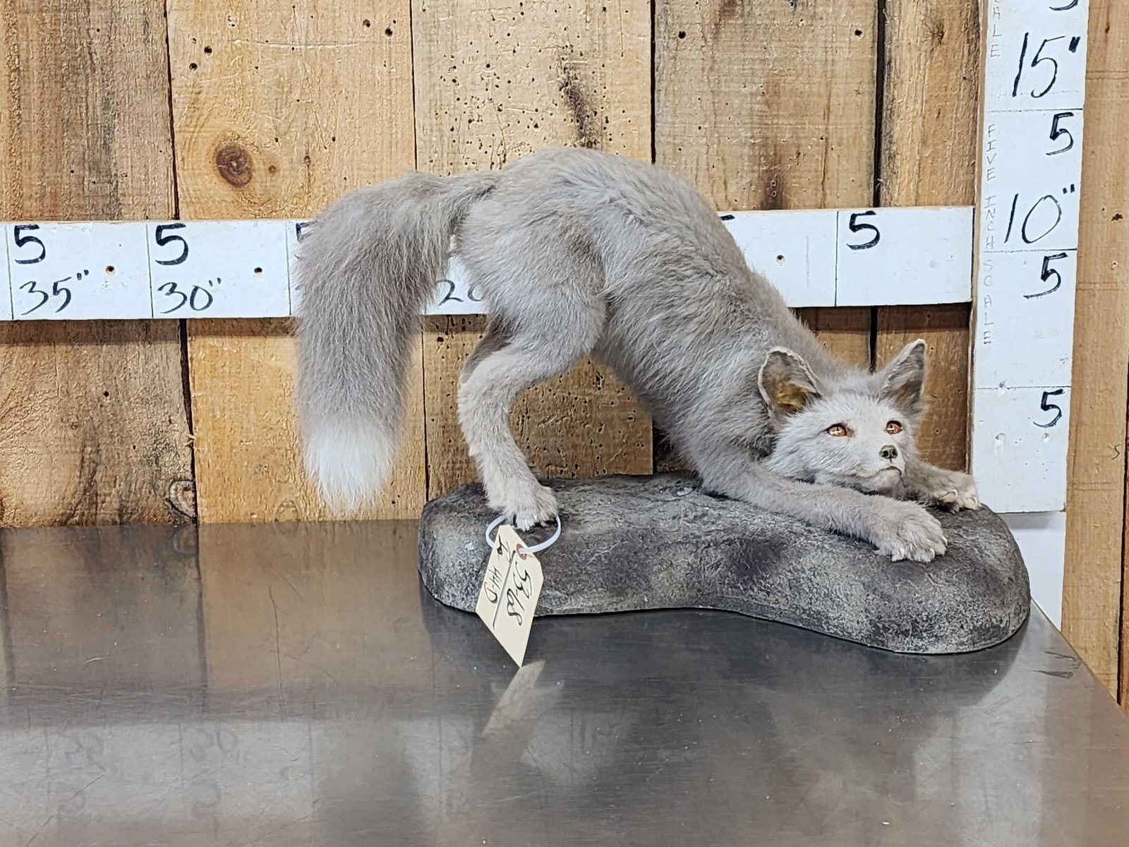 Ranch Fox Pup At Play Full Body Taxidermy Mount (1 of 8)
