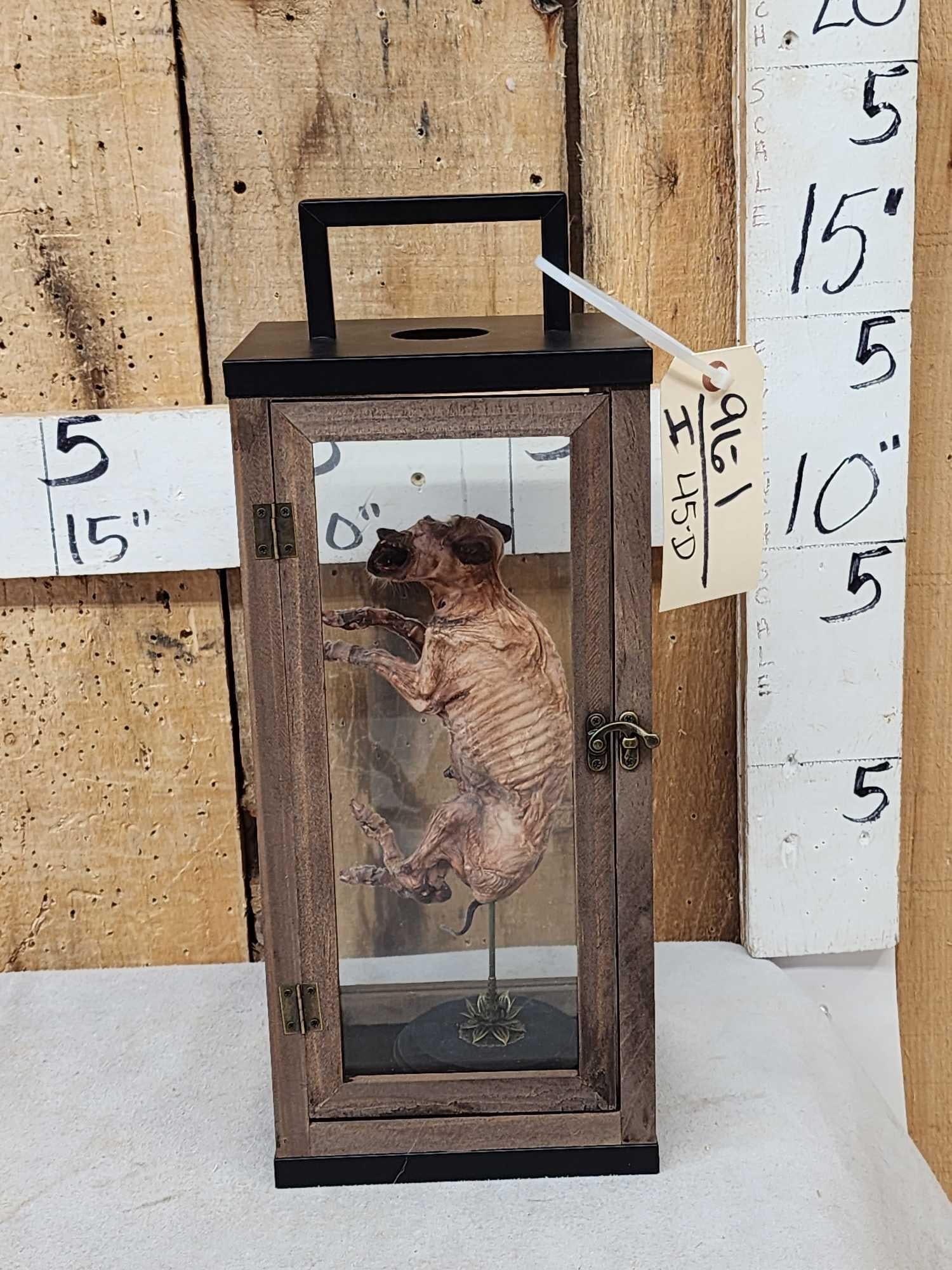 Mummified Baby Pig With Cyclops Eye (1 of 6)