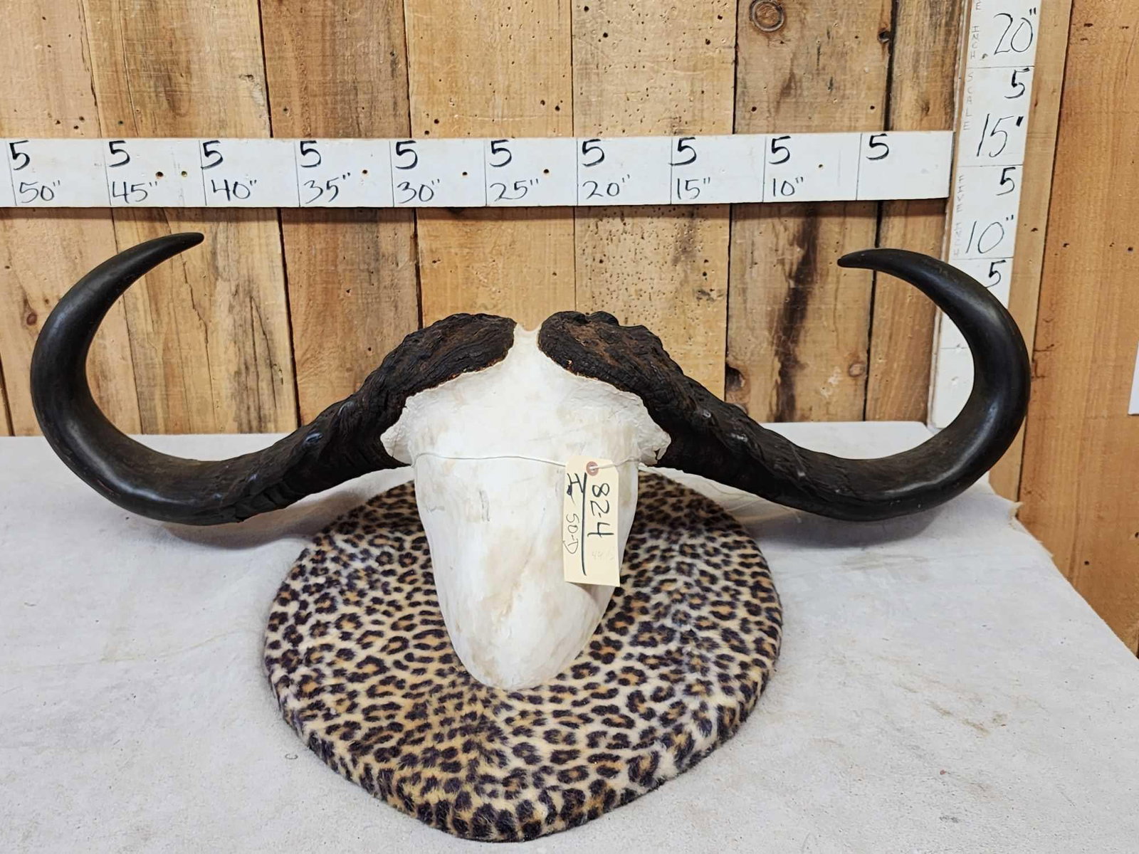 Monster 44 1/2" Wide African Cape Buffalo Horns On Plaque (1 of 8)