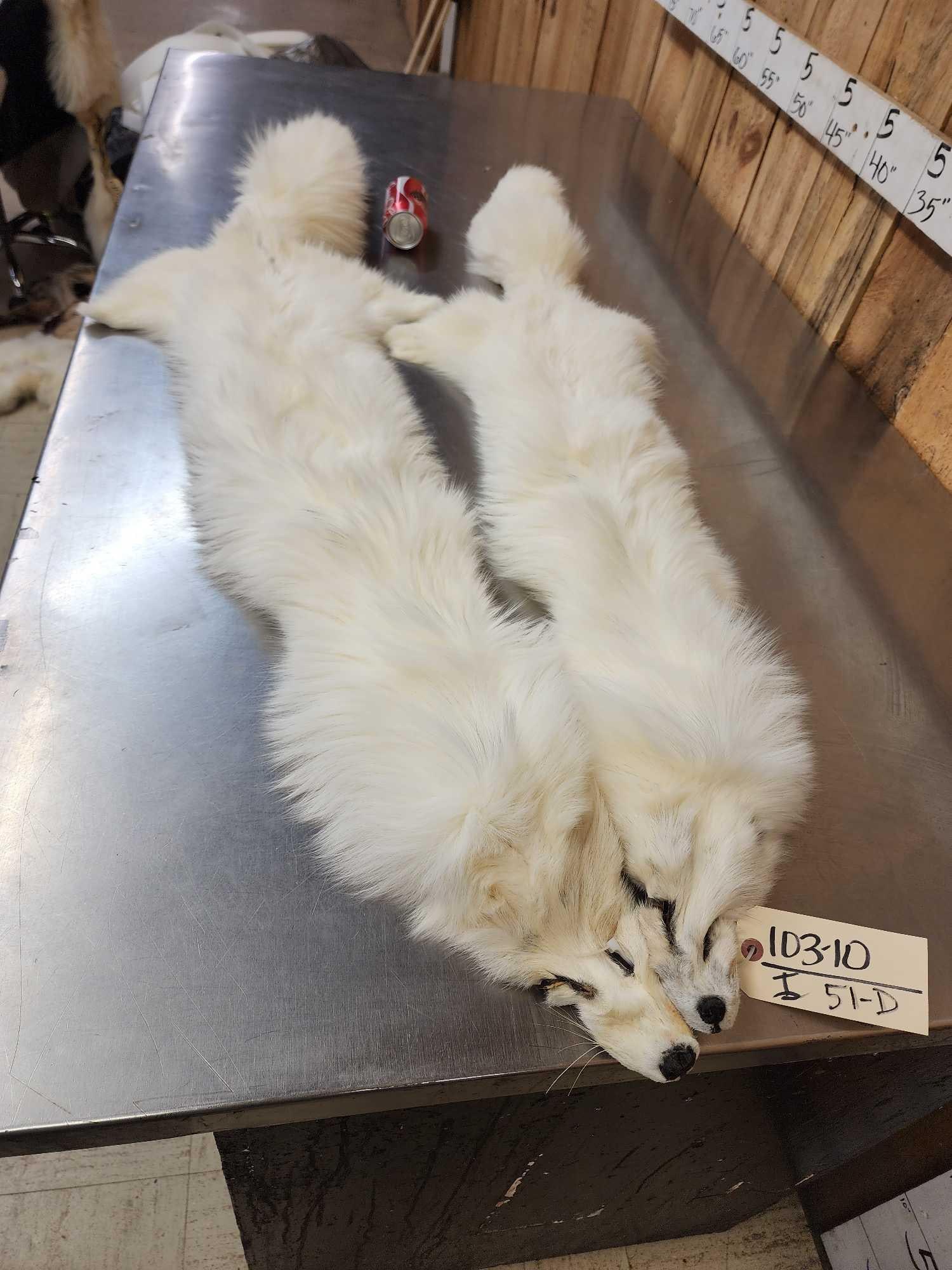 2 White Ranch Fox Soft Tanned Furs Taxidermy: 103.10 THICK soft fur faint silver guard hairs big bushy tails