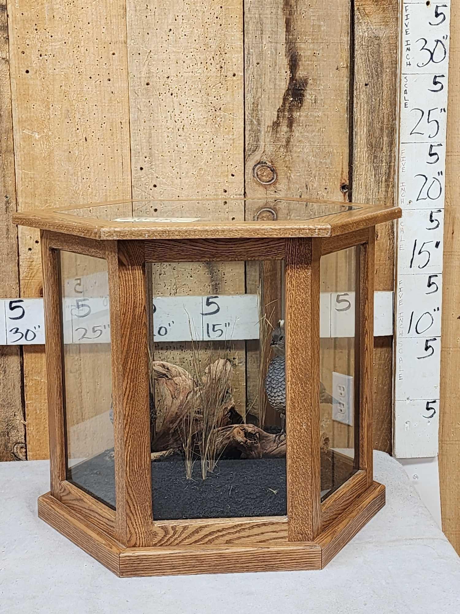 Pair Of Scaled Blue Quail In End Table Display Bird Taxidermy: 49.130 Nice piece great Taxidermy Artwork in habitat scene NOTE we will NOT ship this piece delivery or free local pickup only