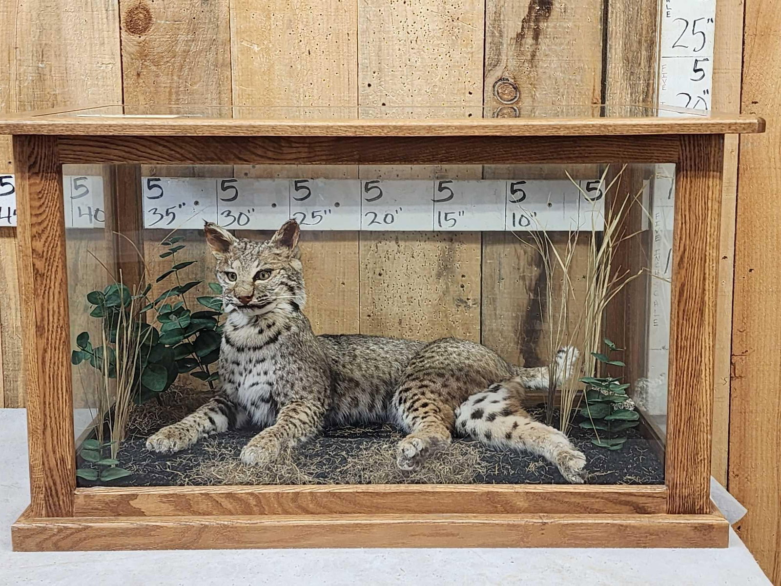 Big Bobcat In Oak Display Case Taxidermy: 49.108 Great look overall dimensions about 21" tall x 38" long x 23" wide NOTE : We will NOT ship this piece delivery or local pickup only