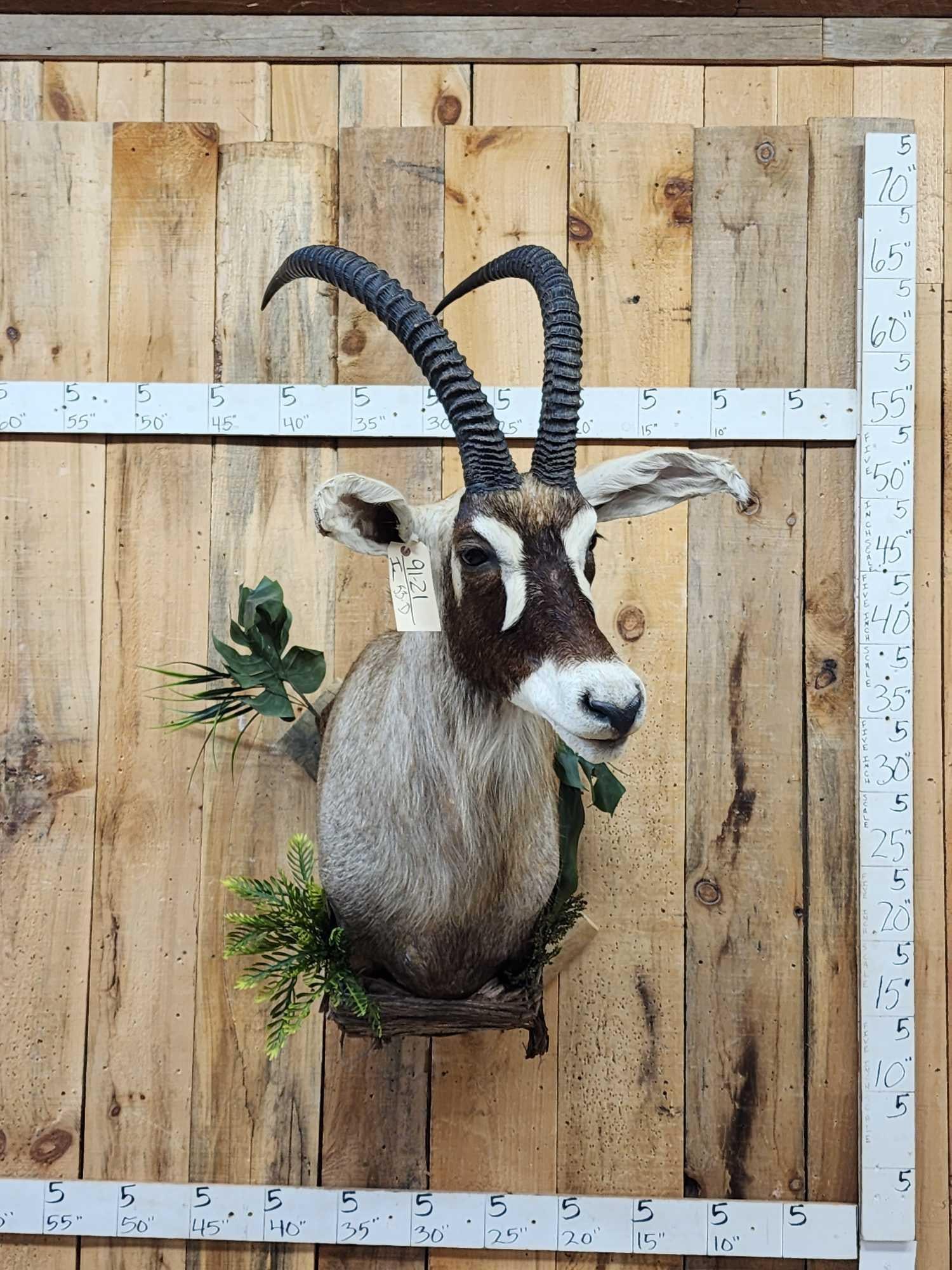 African Roan Antelope Shoulder Mount Taxidermy: 91.21 Nicely done mount with decorations