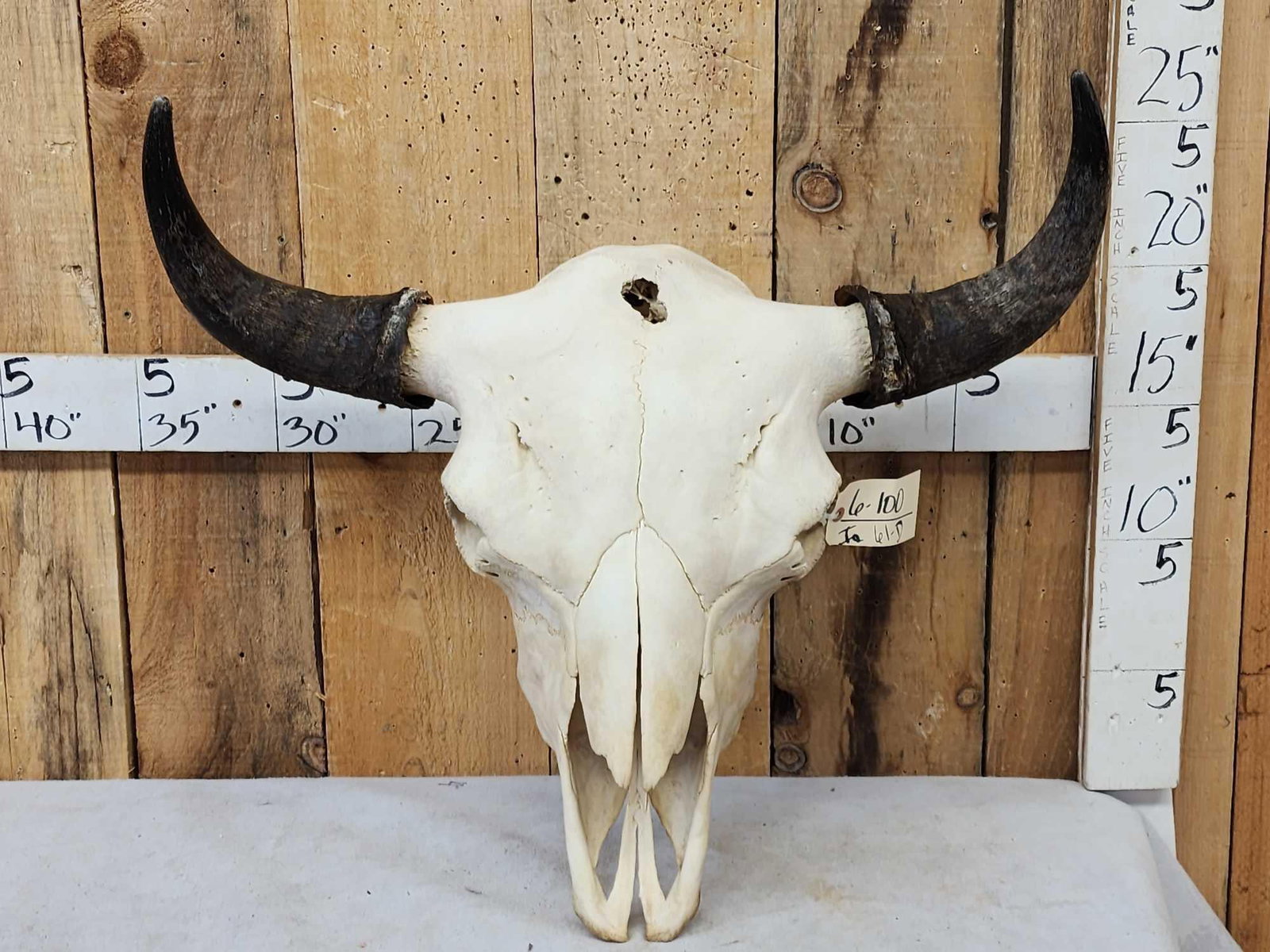 Big American Bison Buffalo Skull Taxidermy: 6.100 Large herd bull with an impressive 28" tip to tip horn spread making this a true trophy Class specimen detachable horns for easy shipping