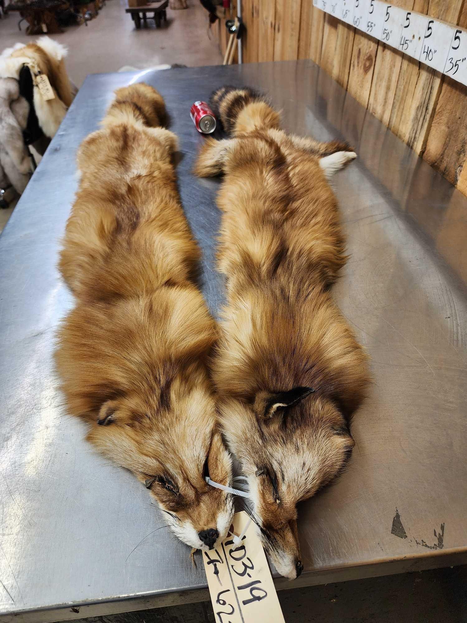 2 Big Red Fox Soft Tanned Furs Taxidermy: 103.19 Thick prime fur big bushy tails great colors