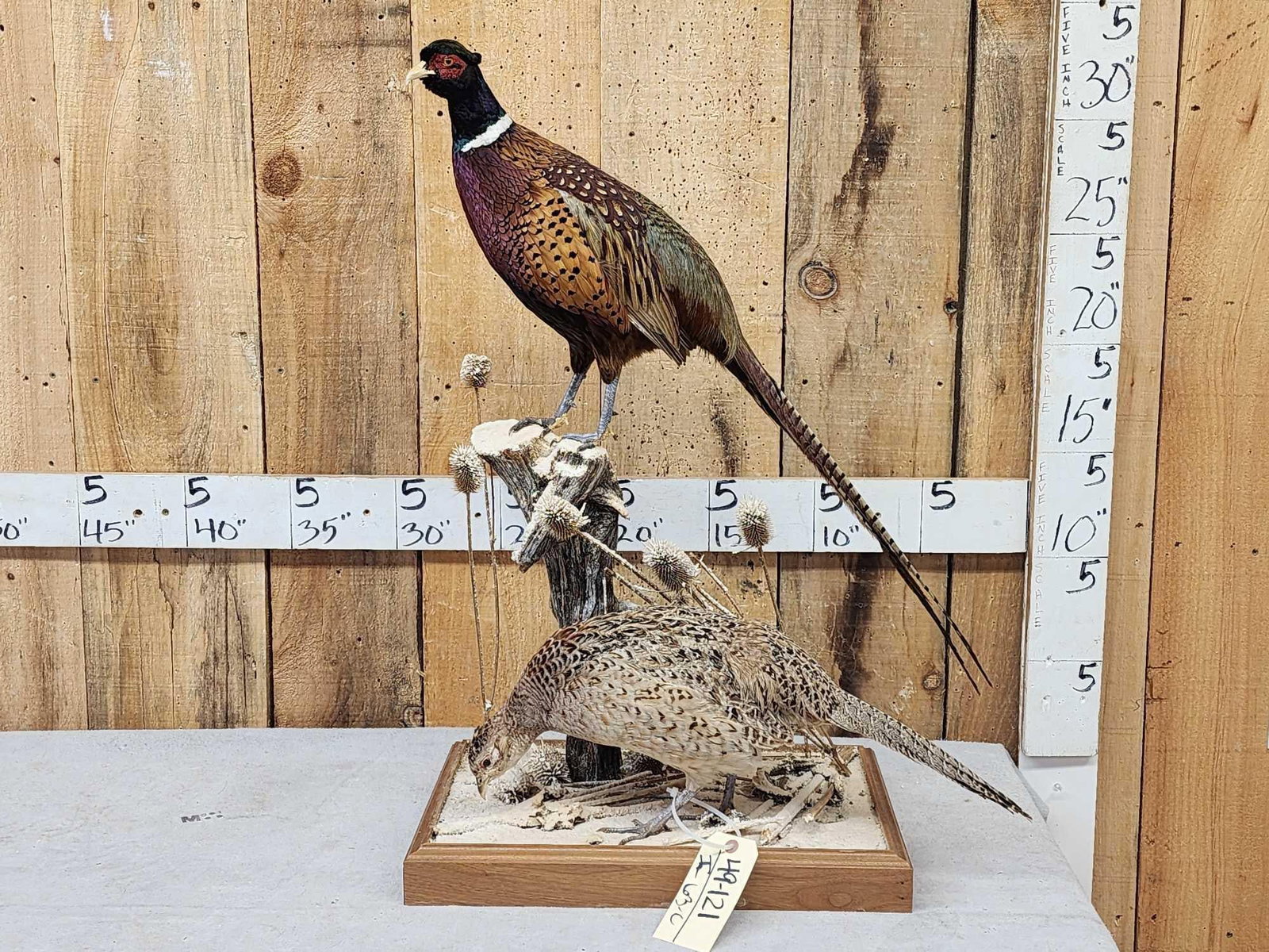 Rooster & Hen Ringneck Pheasants Full Body Bird Taxidermy (1 of 7)