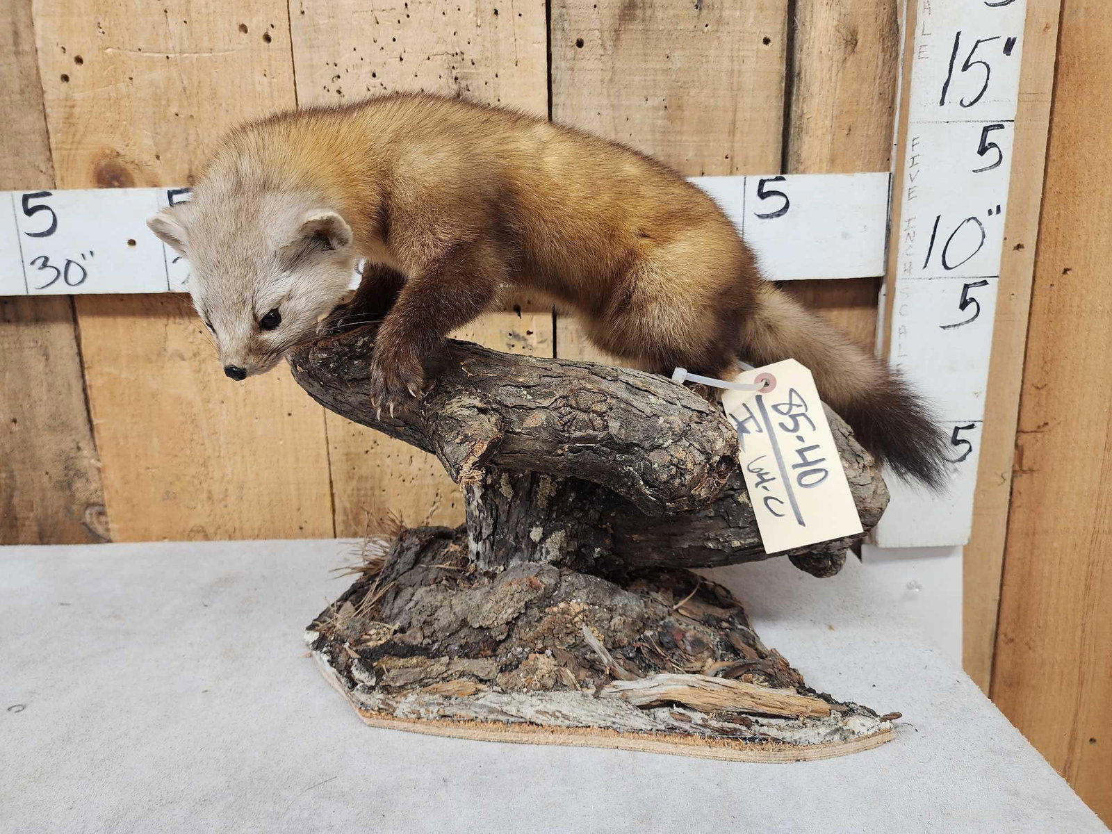 Pine Marten Full Body Taxidermy Mount: 85.40 Thick soft fur awesome colors on habitat base