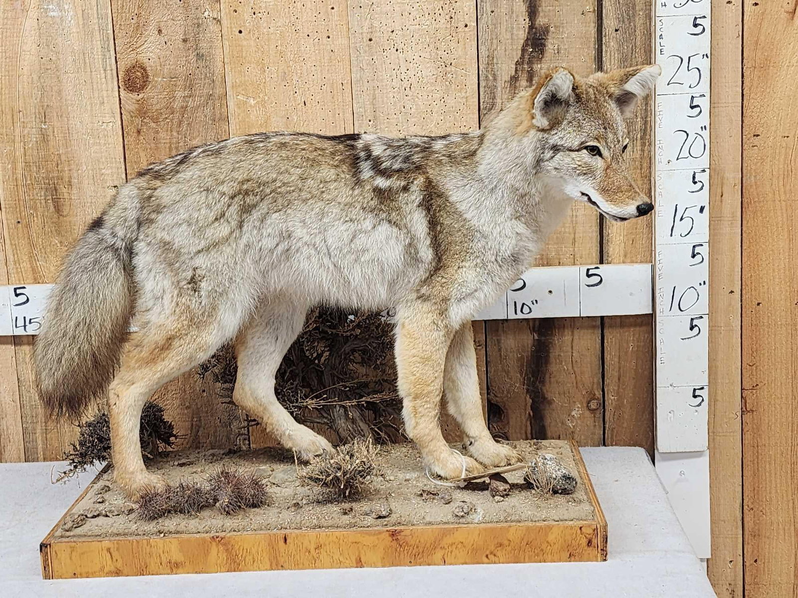 Coyote Full Body Taxidermy Mount: 85.3 Nice mount thick fur great colors on habitat base