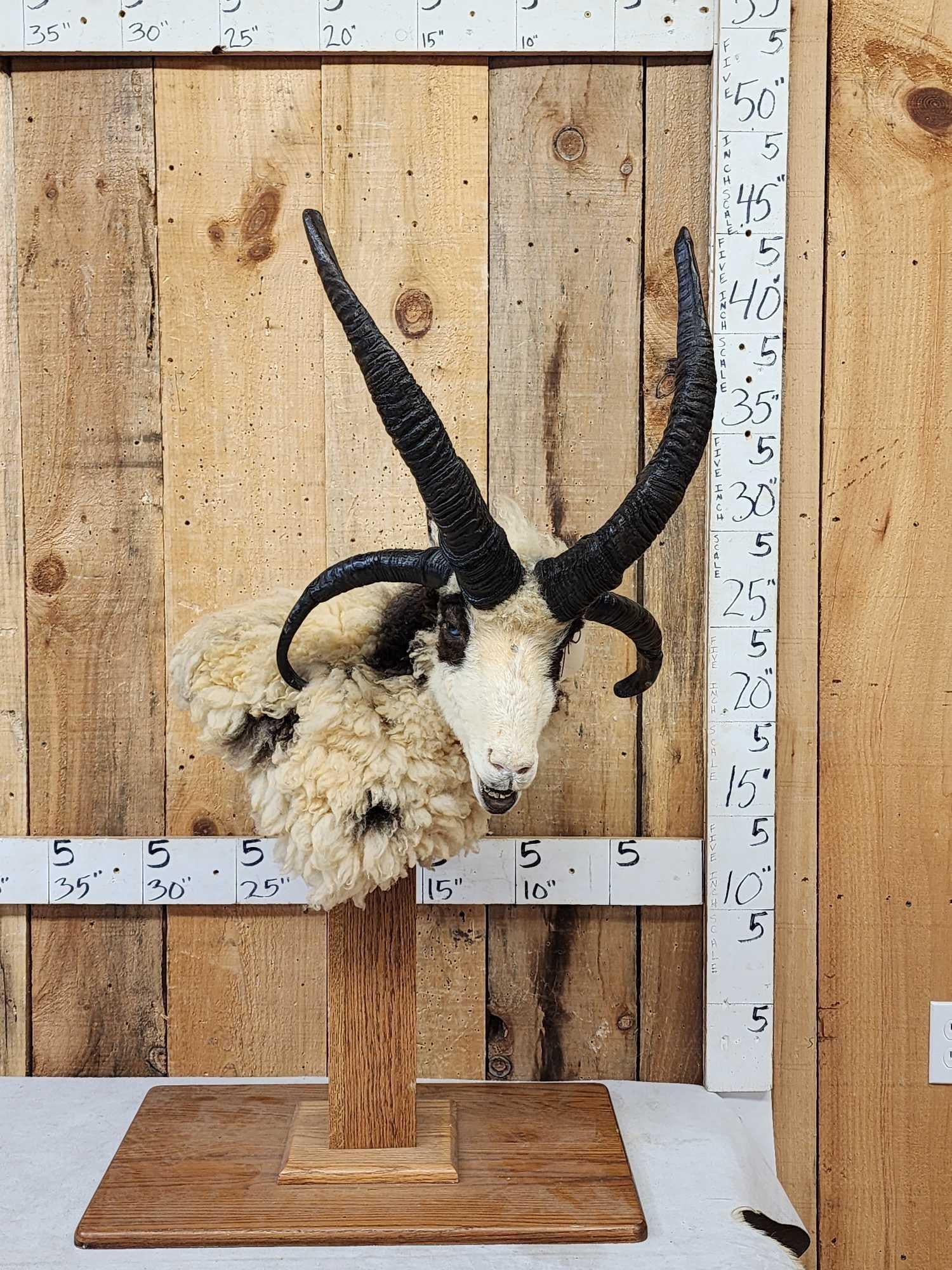 Jacob's 4 Horn Sheep Pedestal Taxidermy Mount (1 of 8)