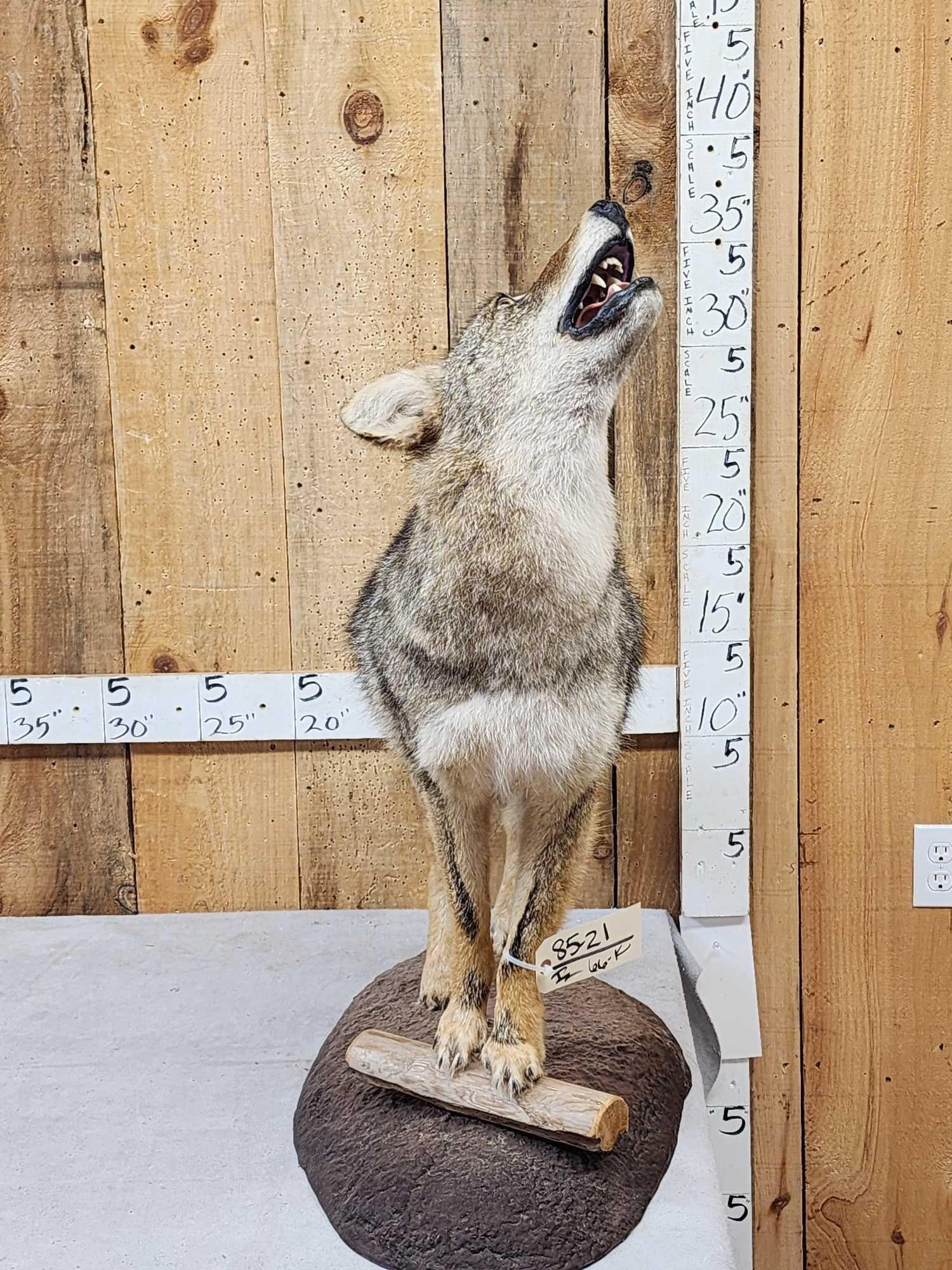 Howling Coyote Full Body Taxidermy Mount: 85.21 Neat piece on light weight habitat base well done mount
