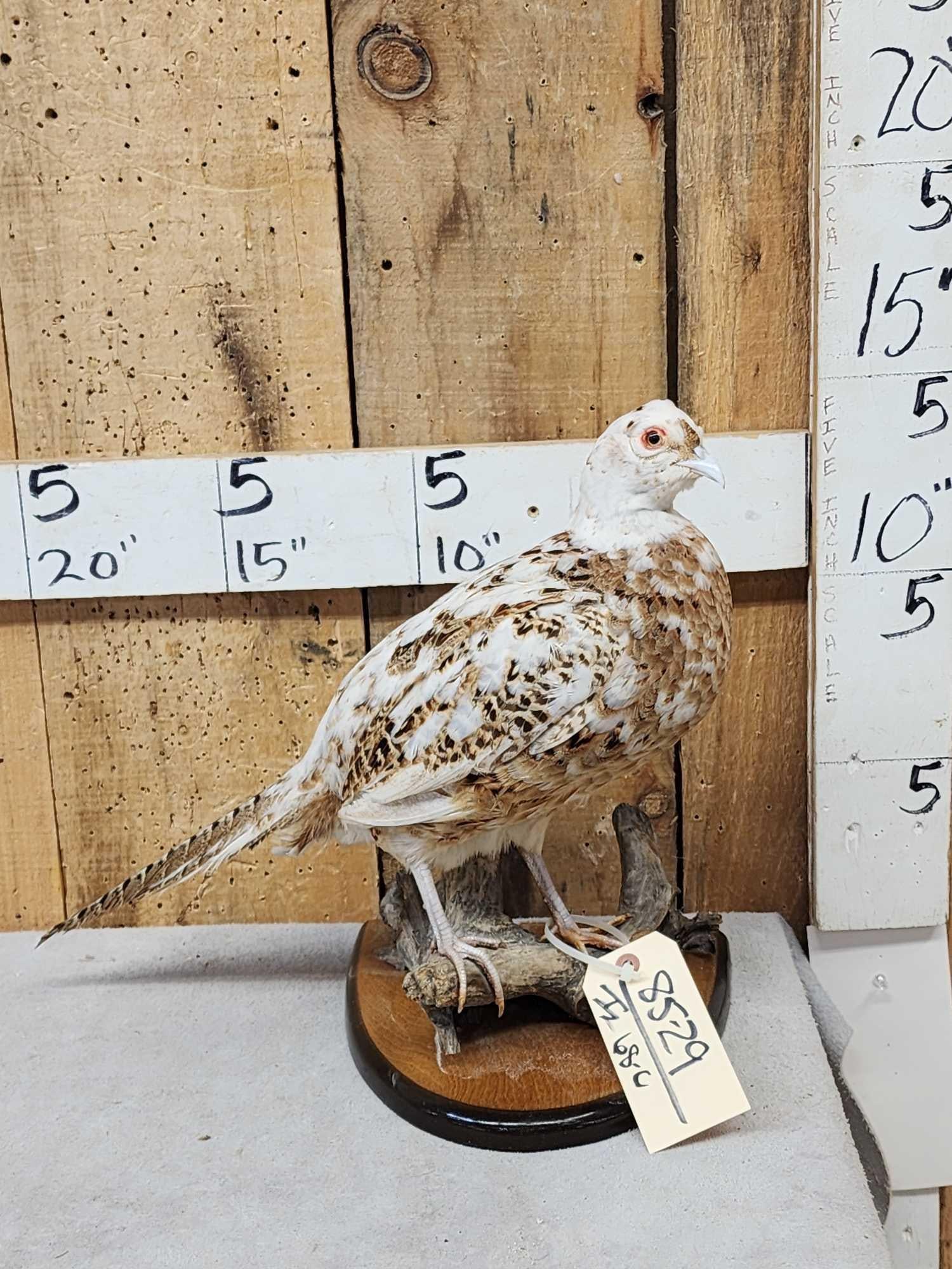 Piebald Ringneck Pheasant Full Body Bird Taxidermy: 85.29 Awesome colors Nicely done mount
