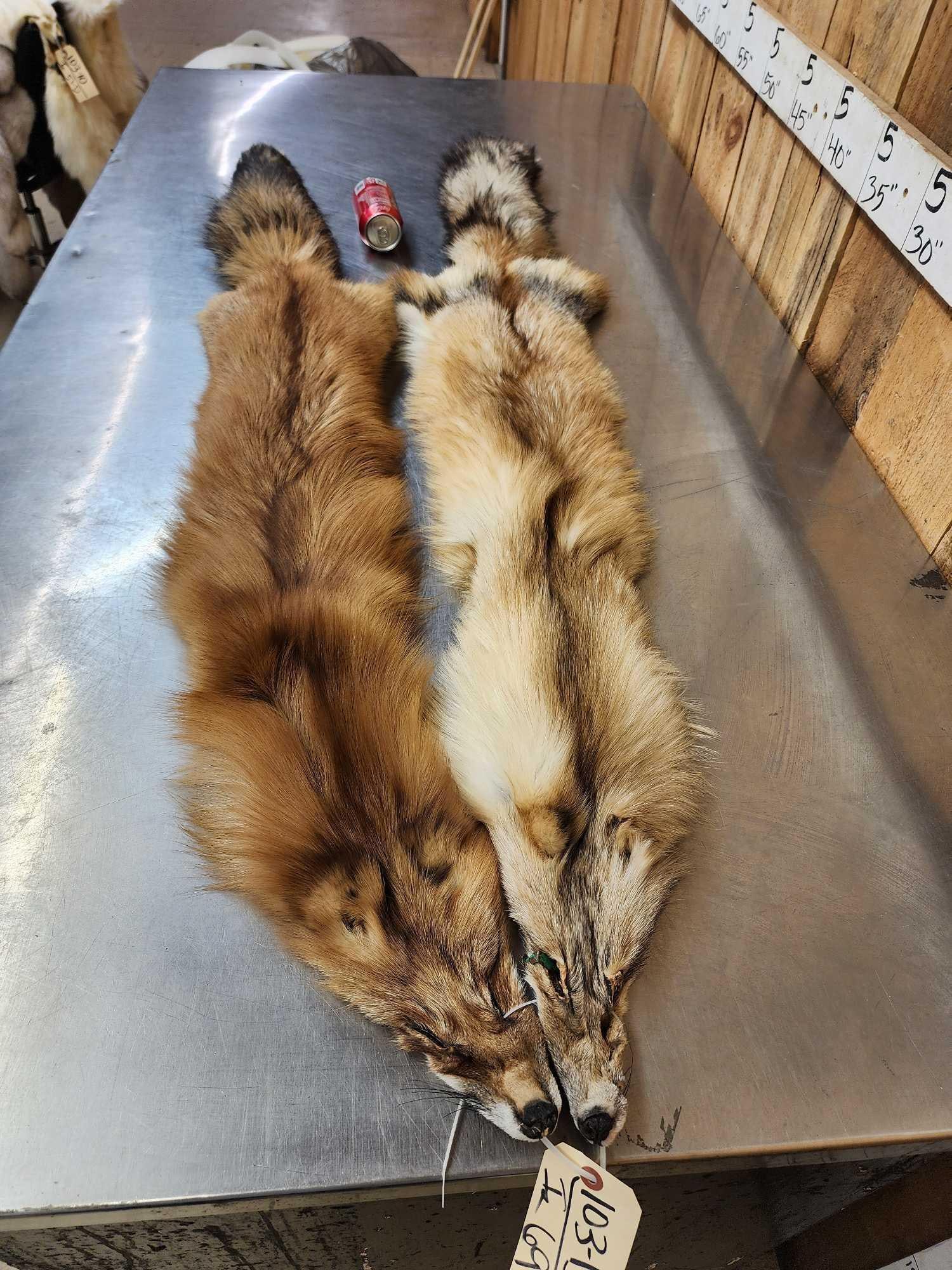 2 Red Fox Soft Tanned Furs Taxidermy: 103.13 Big bushy tails thick prime fur great colors