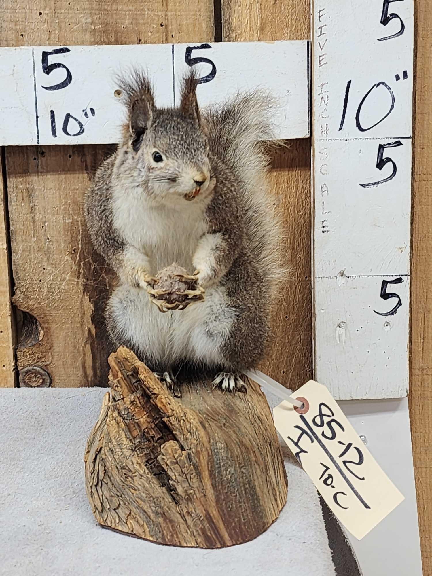 Abert's Squirrel Full Body Taxidermy Mount (1 of 5)