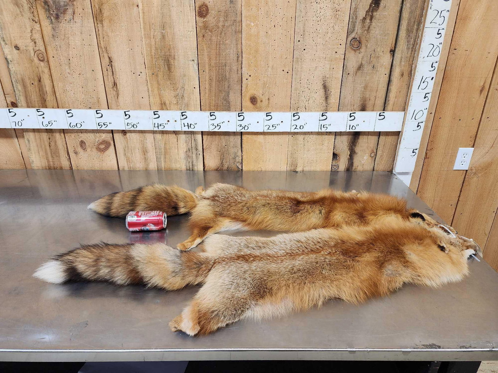 2 Red Fox Soft Tanned Furs Taxidermy (1 of 5)
