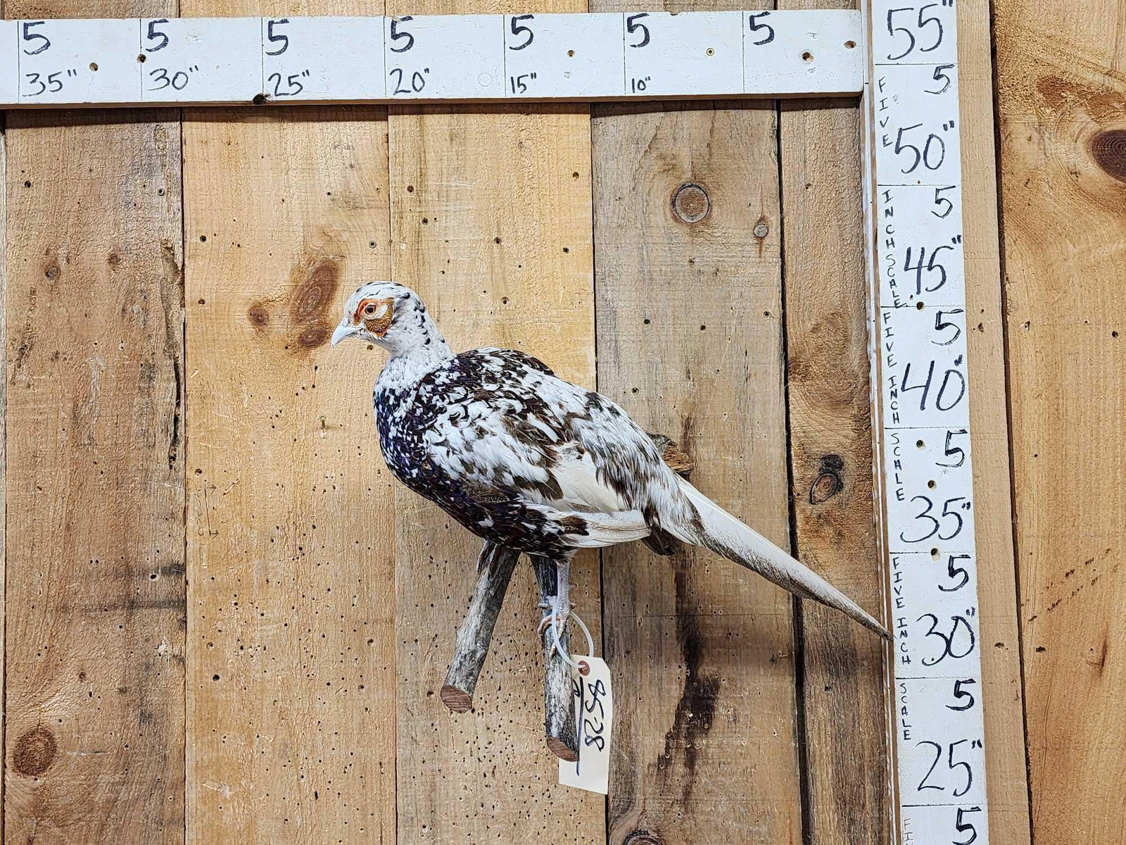 Piebald Ringneck Pheasant Full Body Bird Taxidermy: 85.28 Nice clean mount awesome colors
