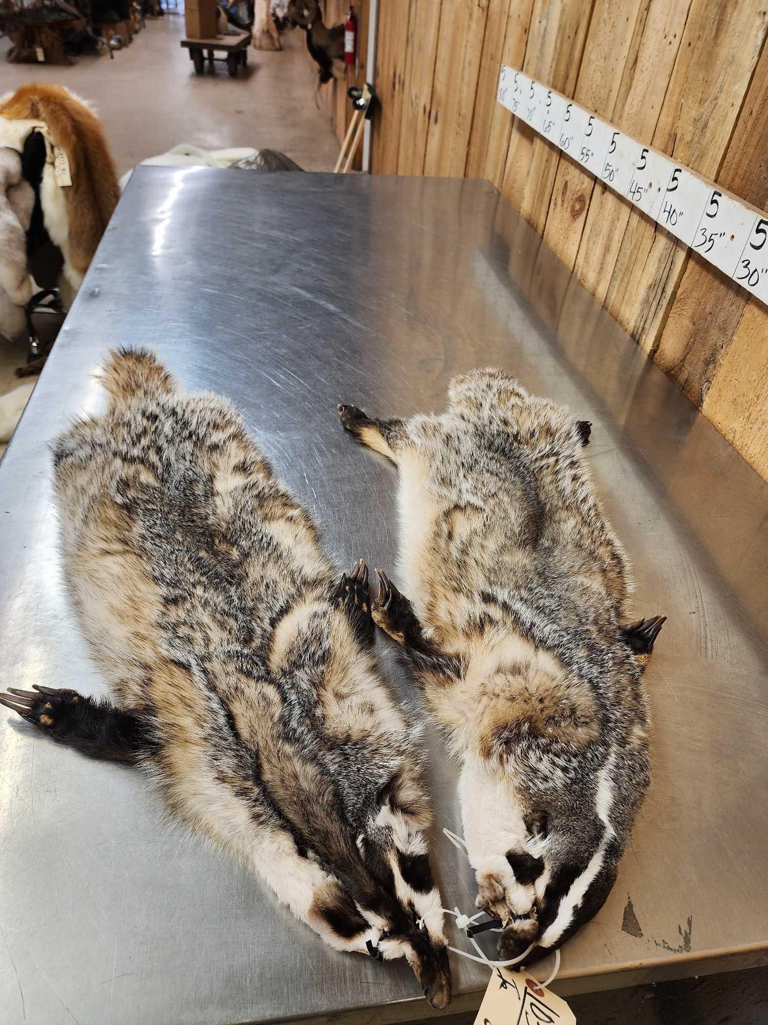 2 Badger Soft Tanned Fur Taxidermy (1 of 6)